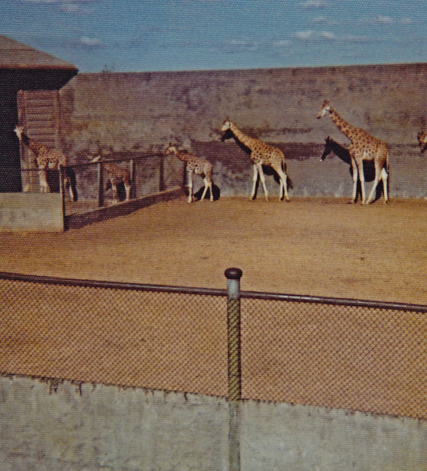 Giraffe enclosure - 1975