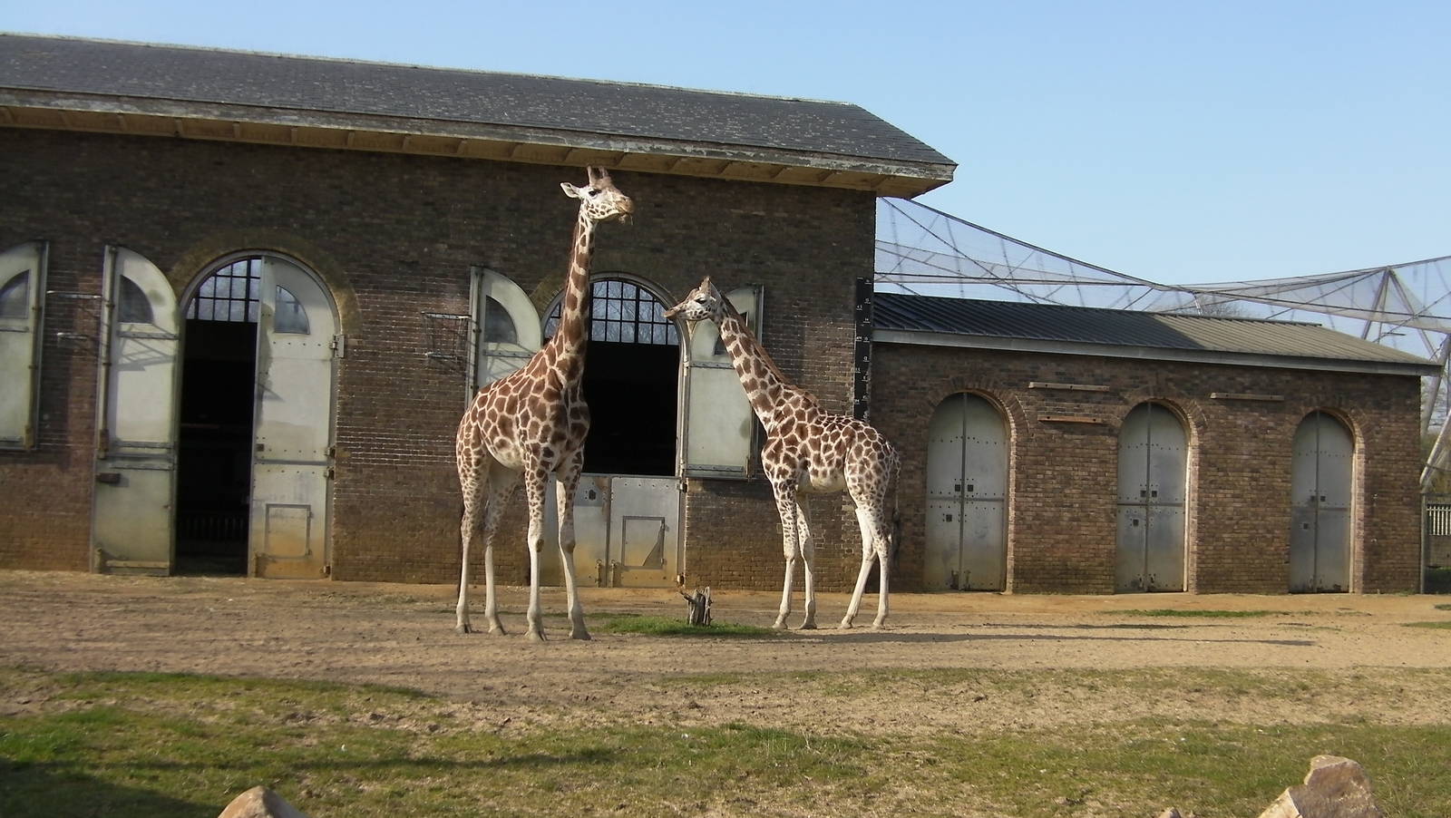 Giraffe Enclosure - 24.03.2012