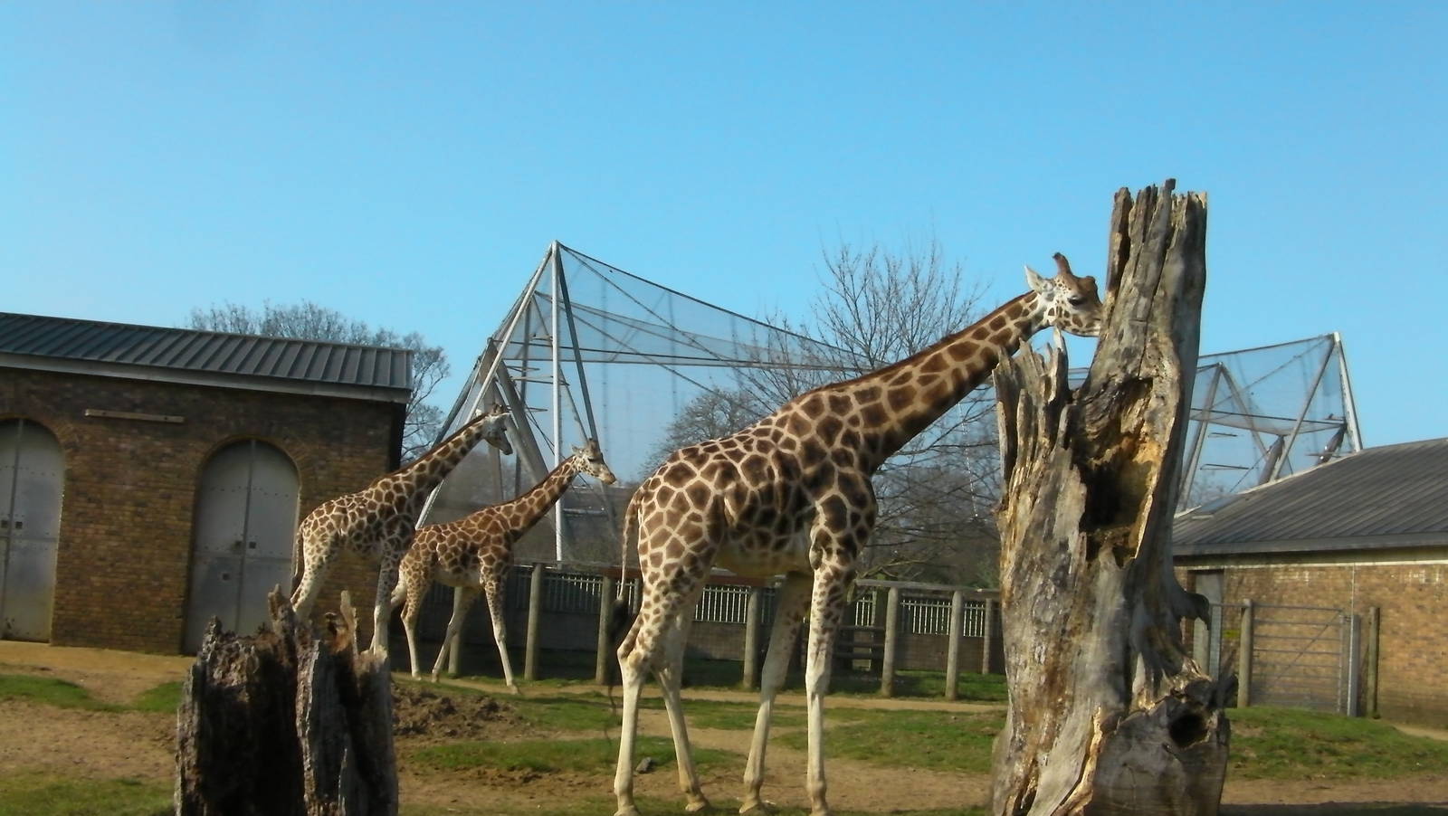 Giraffe Enclosure - 24.03.2012