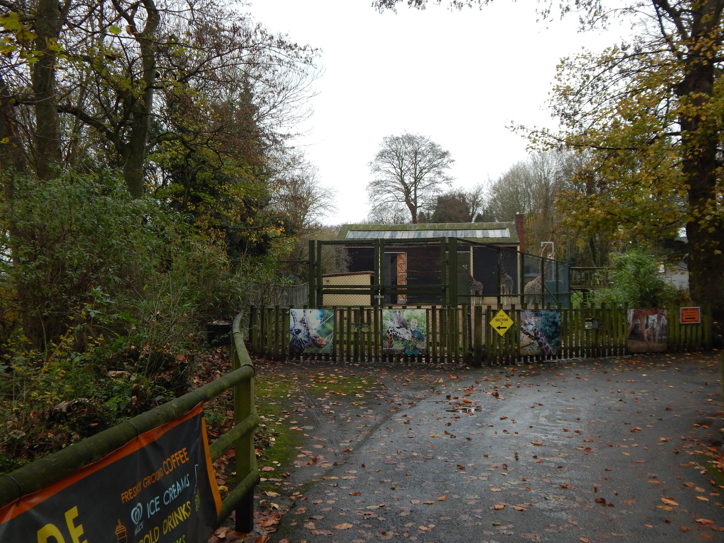 Giraffe enclosure 241122