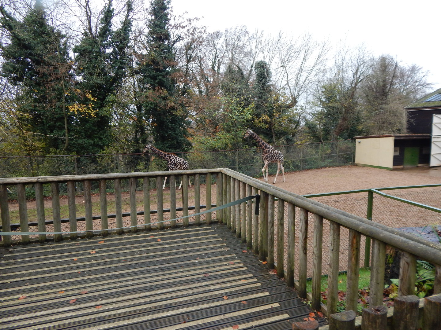 Giraffe enclosure 241122