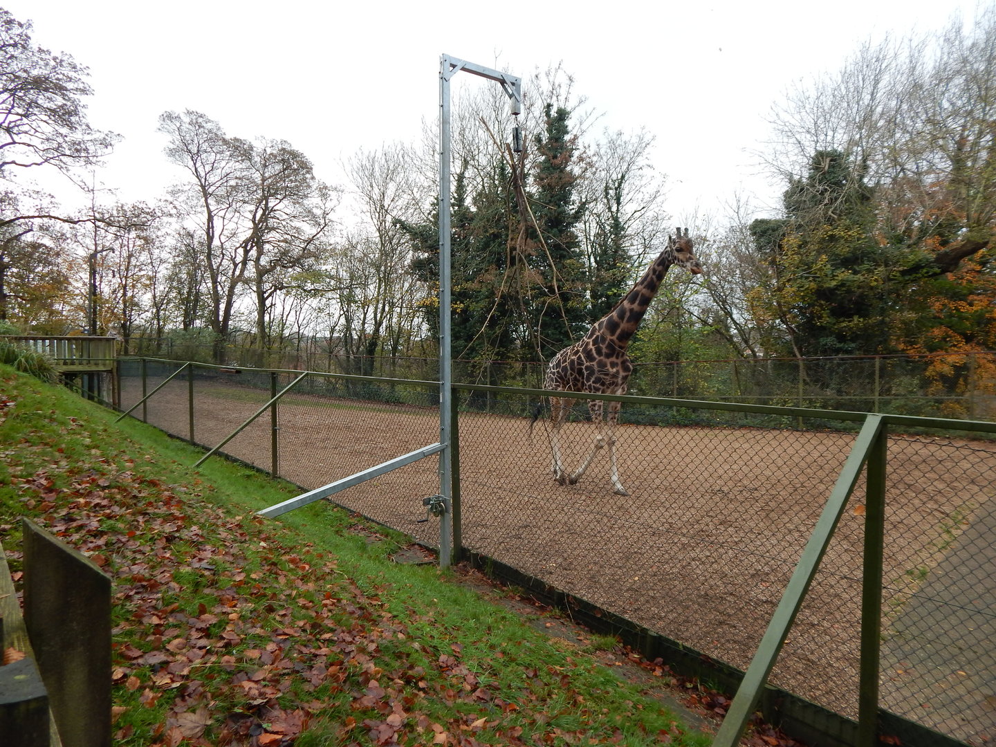 Giraffe enclosure 241122