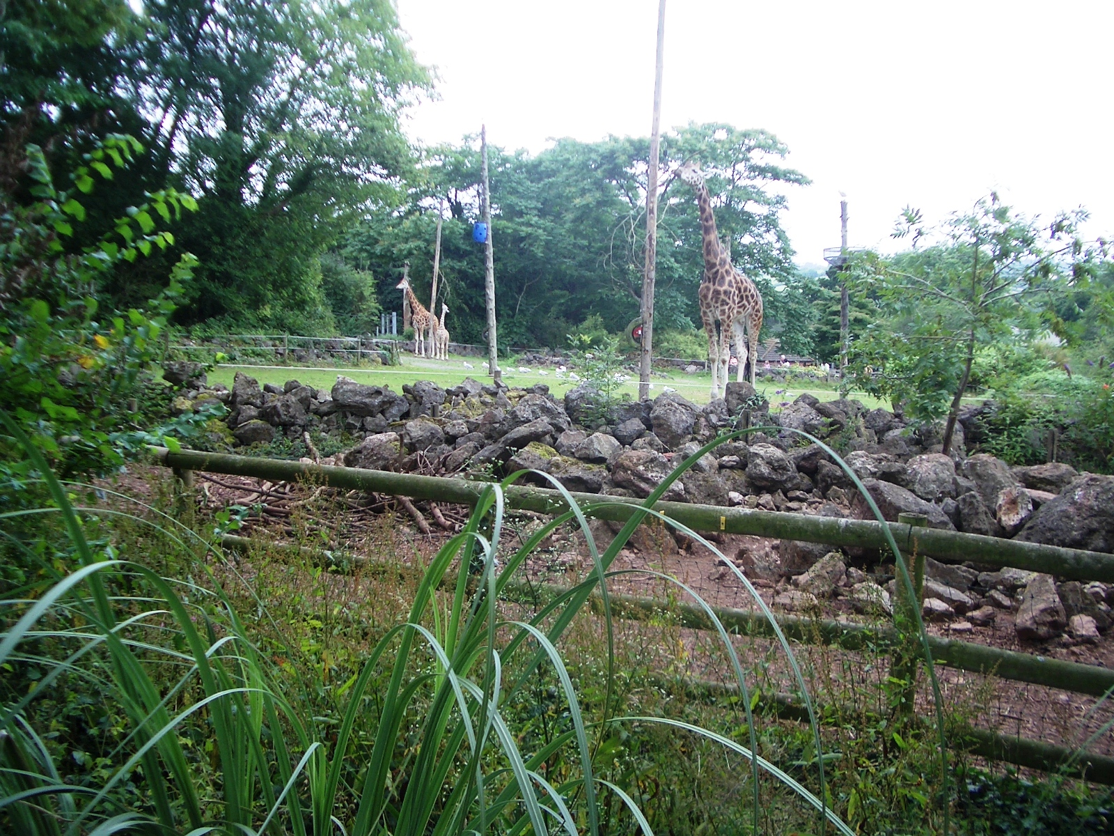 Giraffe Enclosure - 27.07.2010
