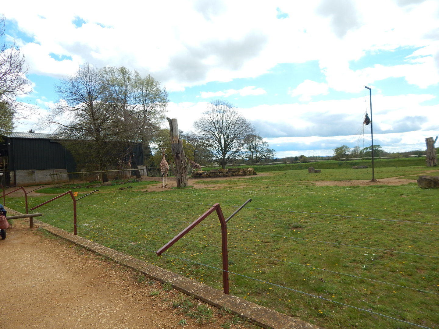 Giraffe enclosure 280423