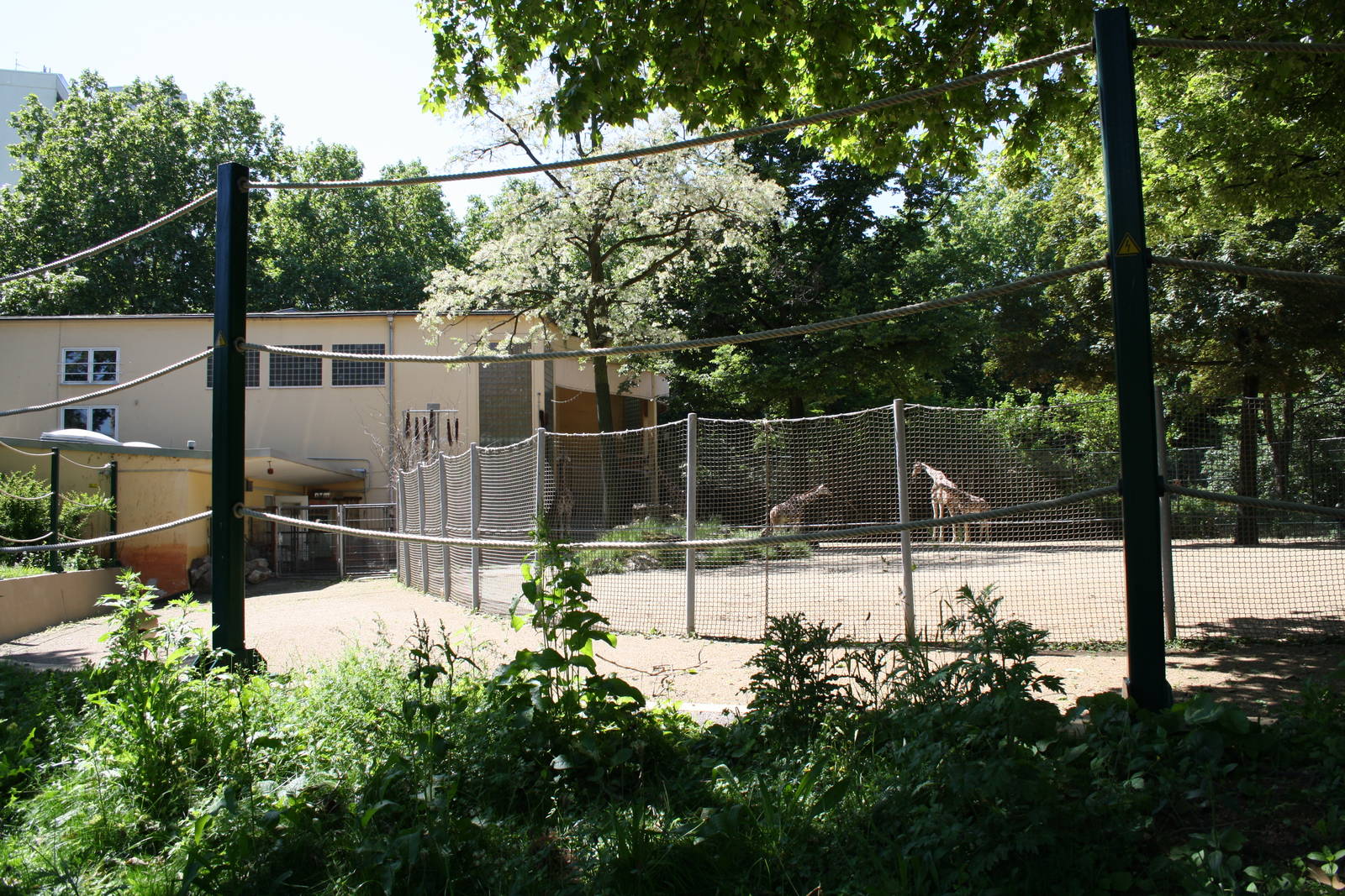 Giraffe enclosure - 4 June 2010