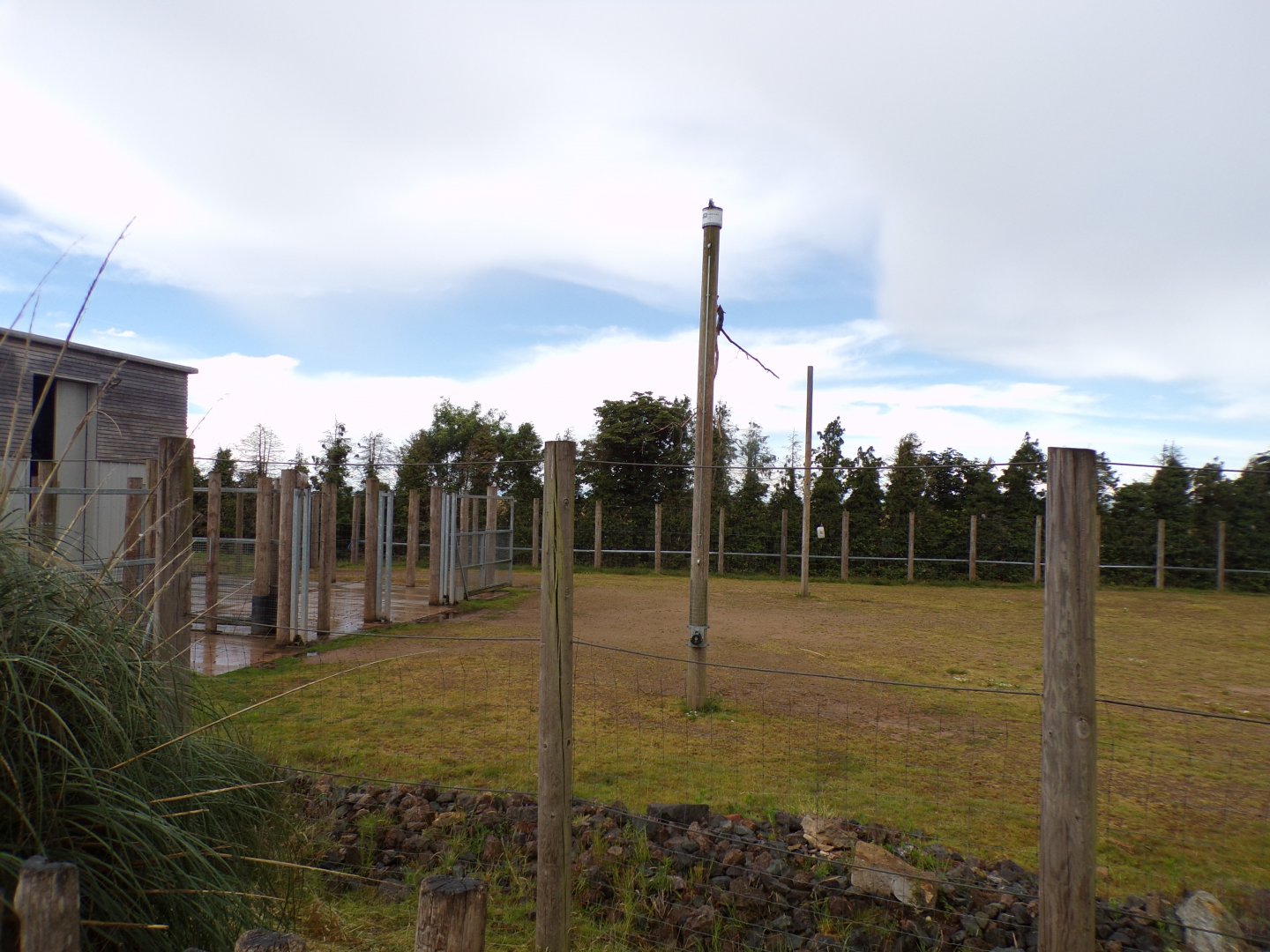 Giraffe enclosure 7.7.24