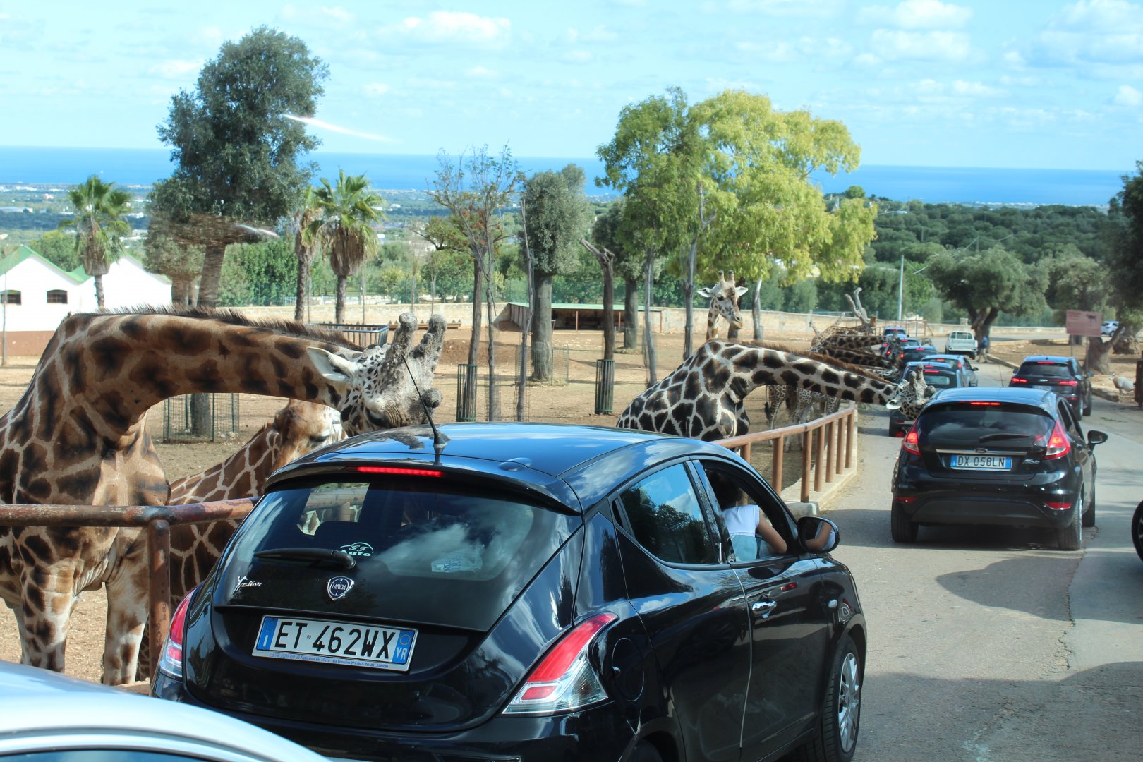 Giraffe Enclosure (& feeding!) - Oct 2019