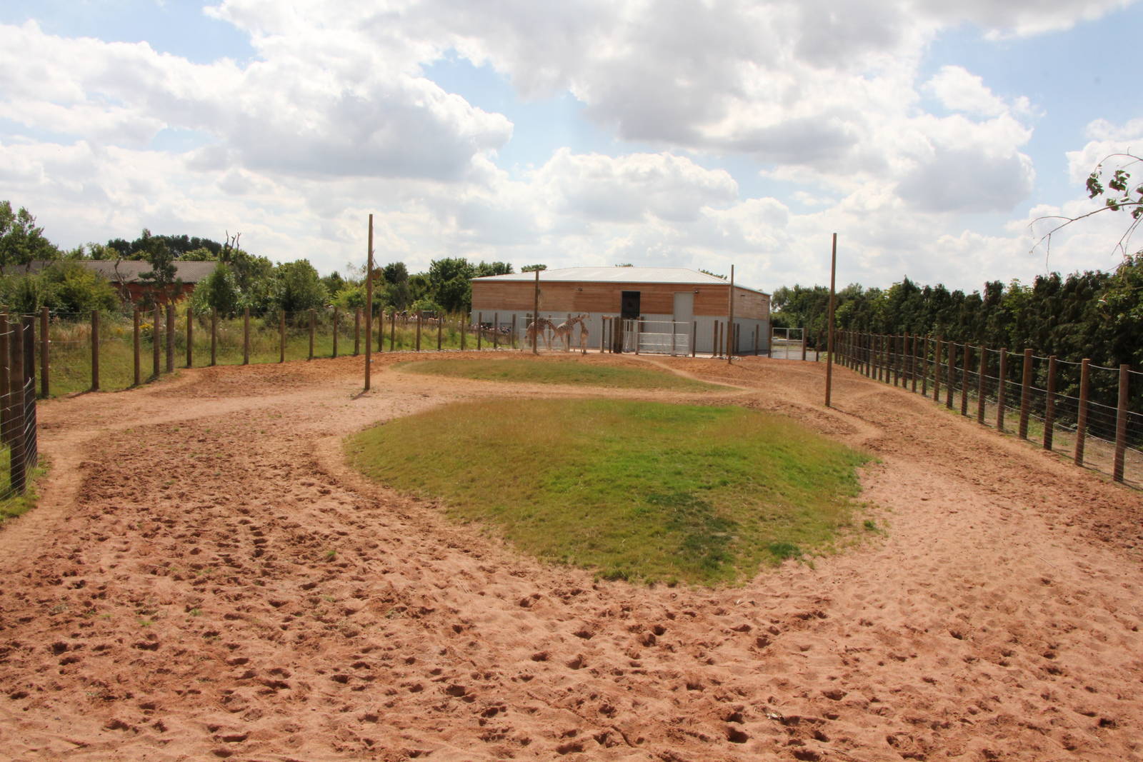 Giraffe enclosure from far end viewing platform. 8-8-15