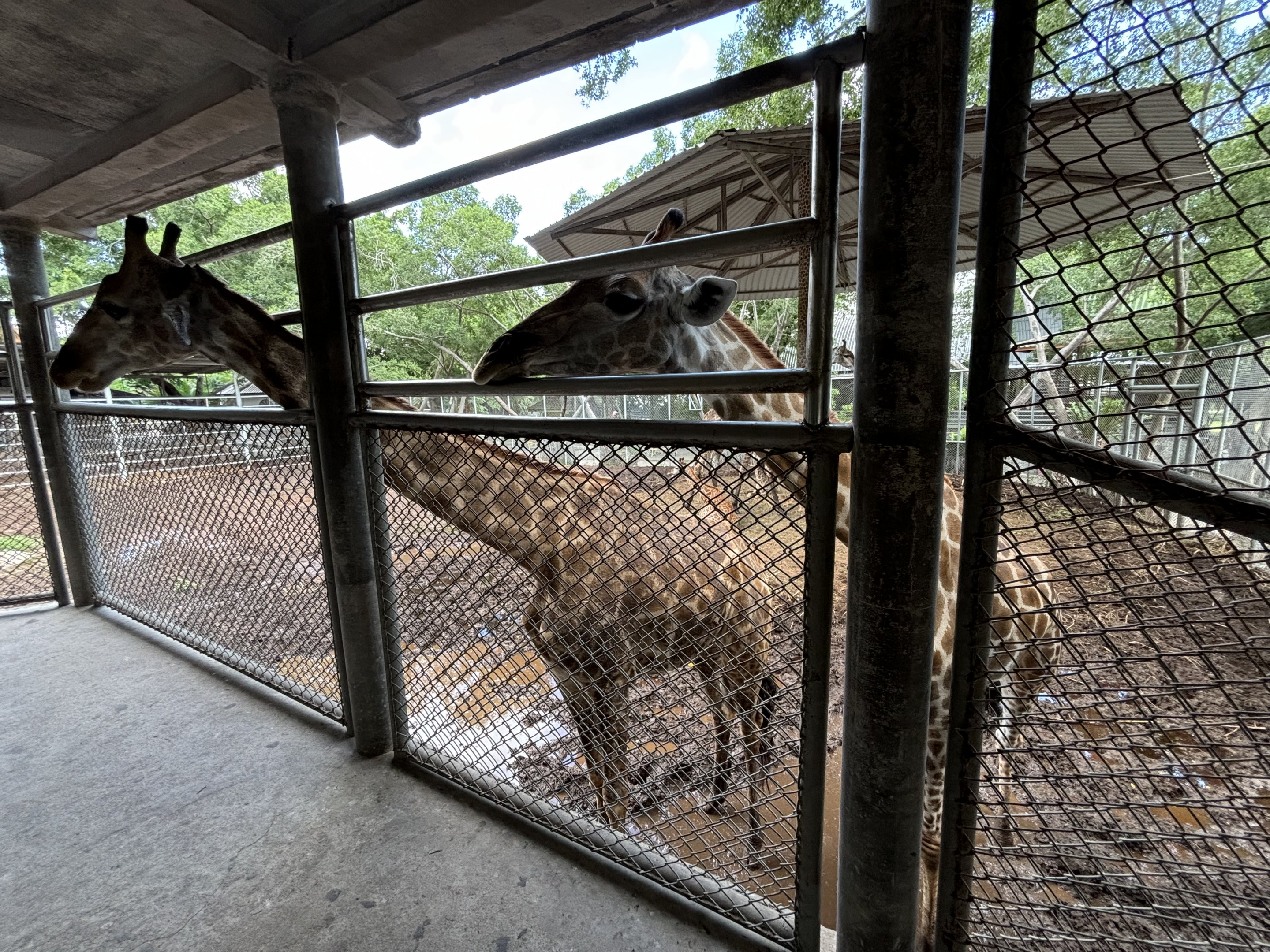 Giraffe Enclosure - new exhibit
