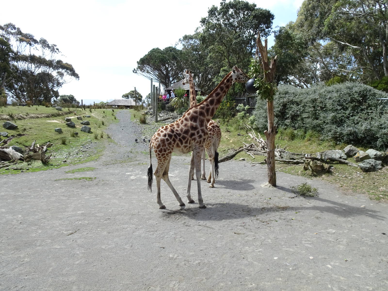 Giraffe Enclosure, November 2015