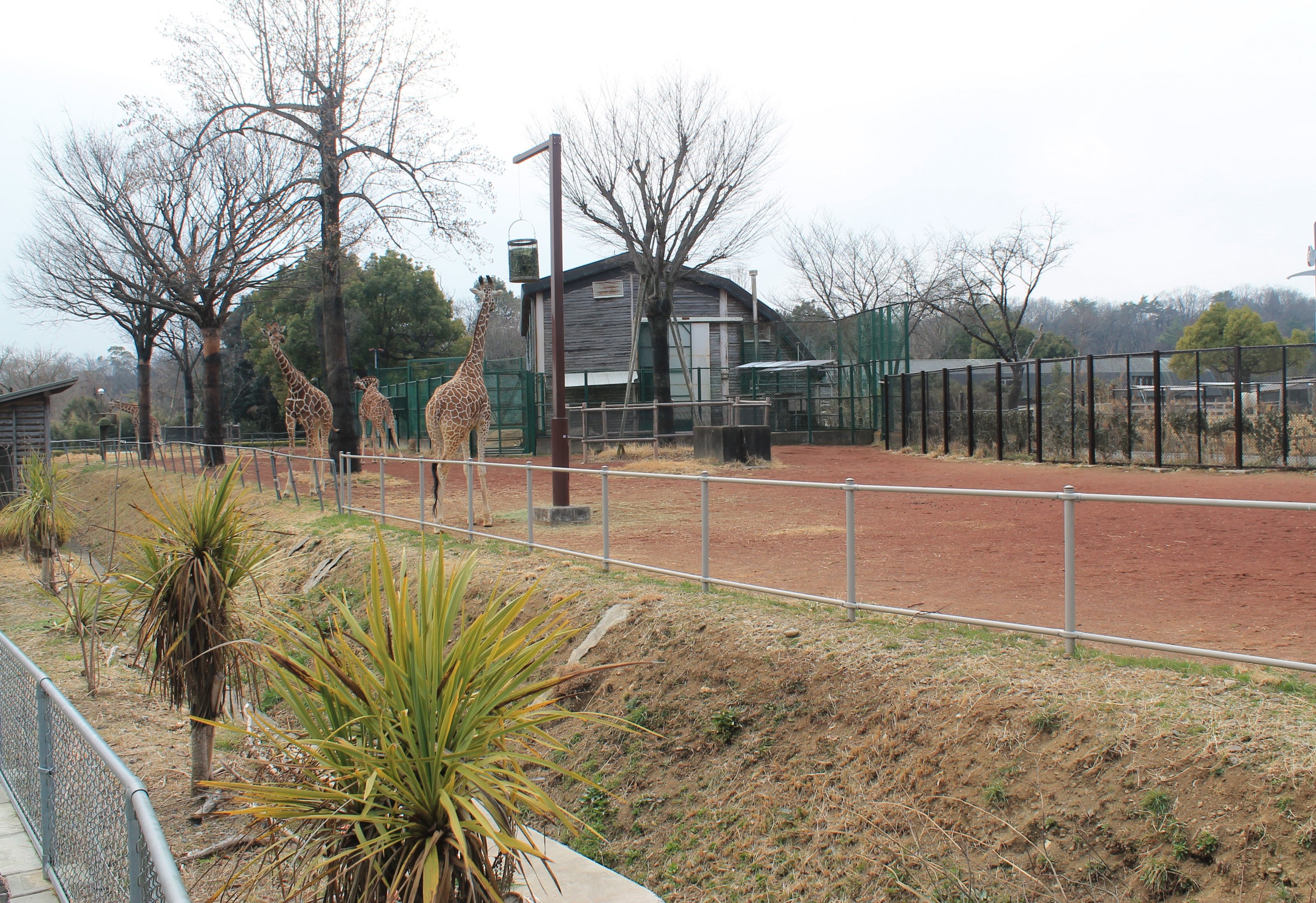 Giraffe enclosure  - Saitama Childrens Zoo