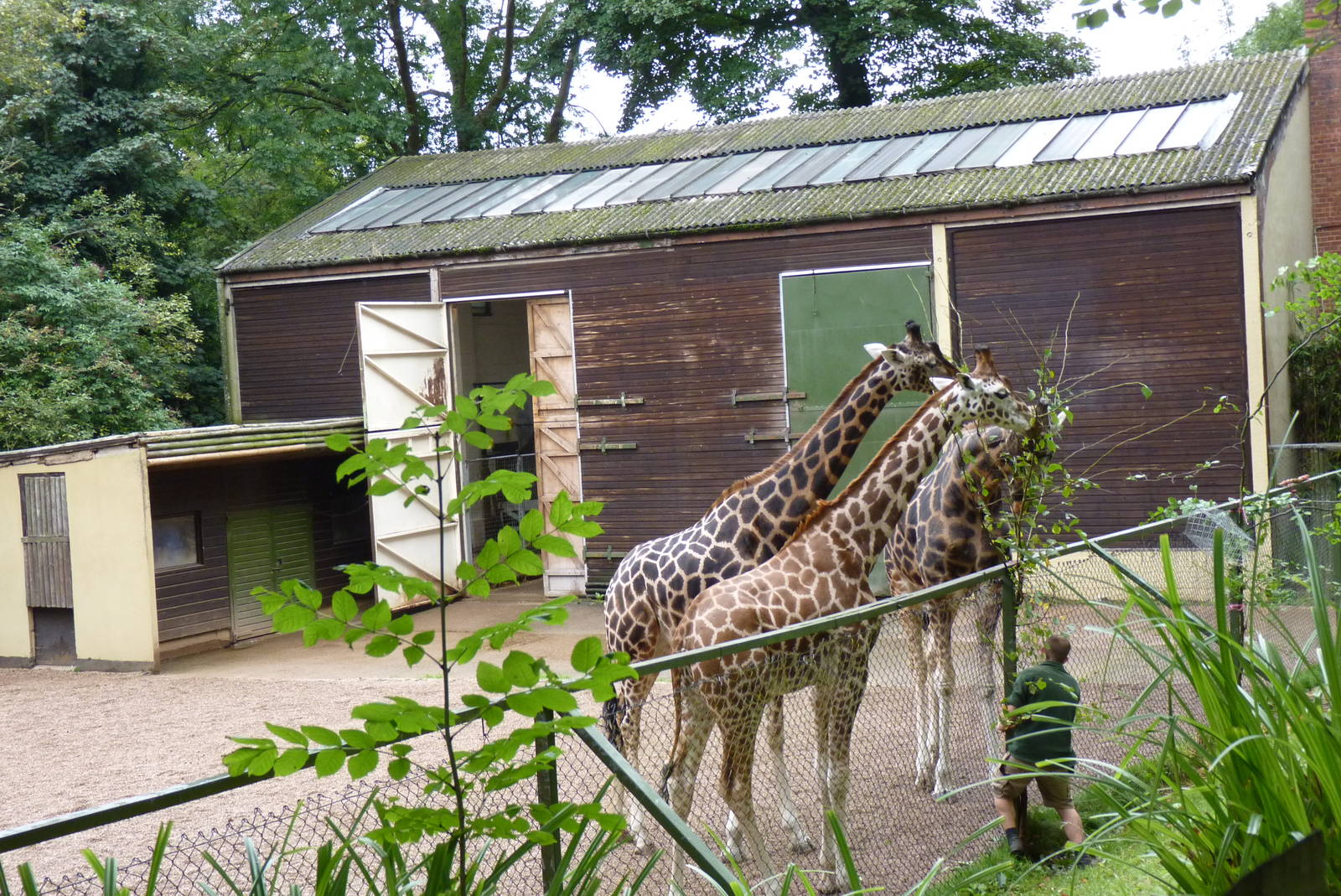 Giraffe enclosure, September 2016