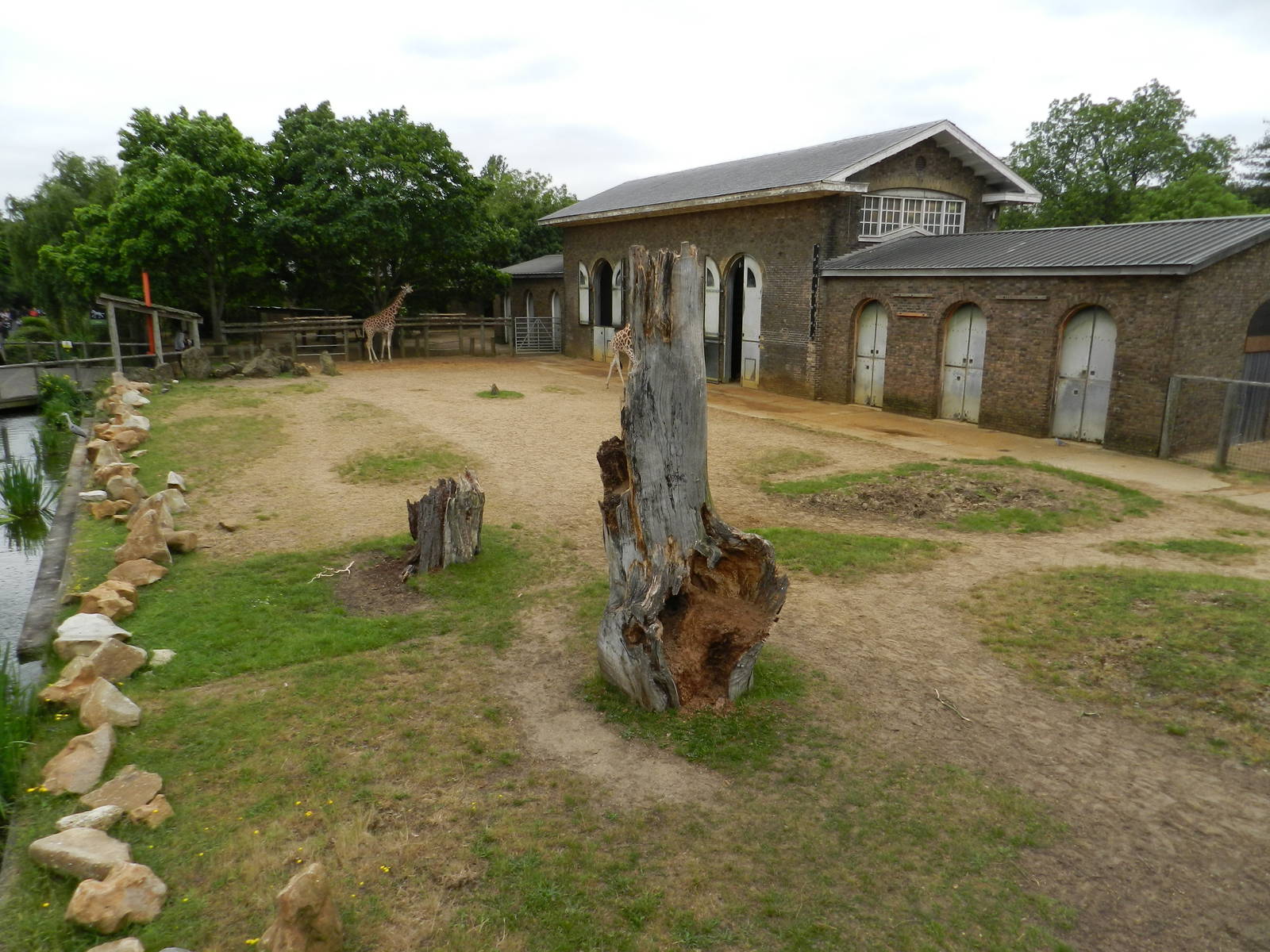 Giraffe enclosure