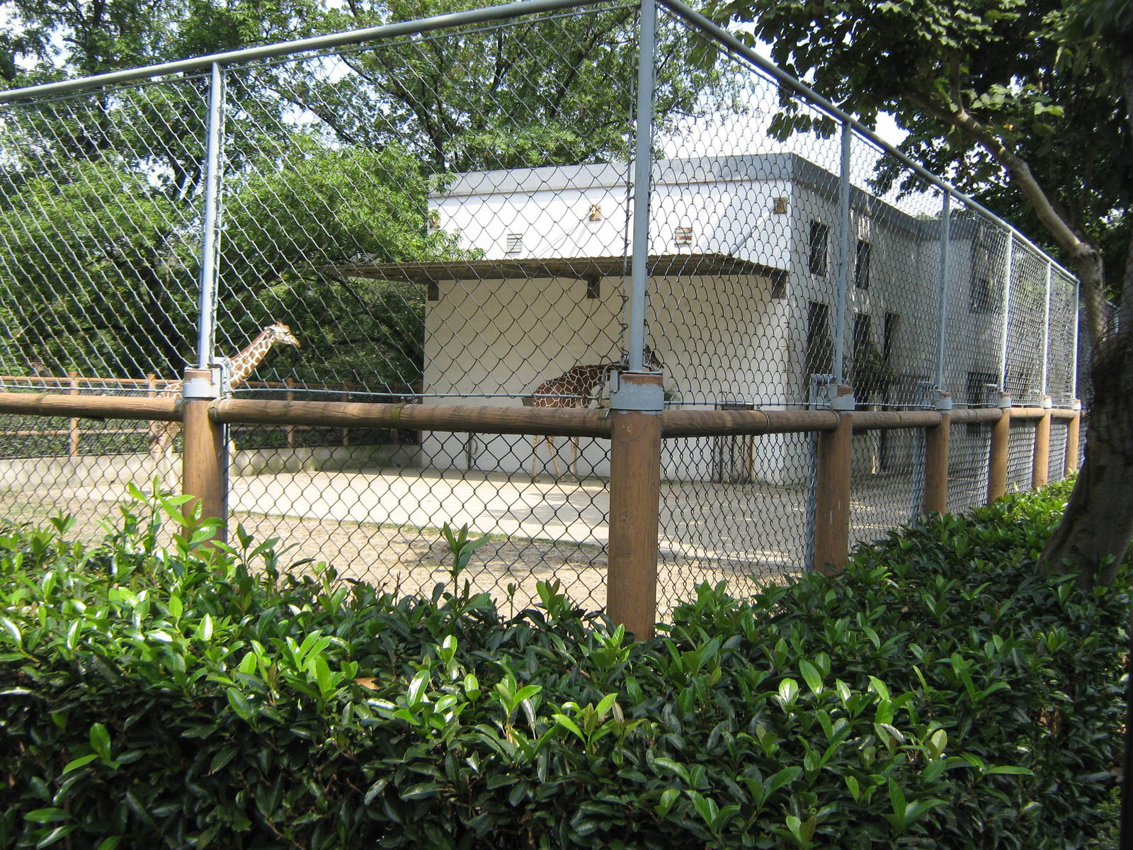 giraffe enclosure