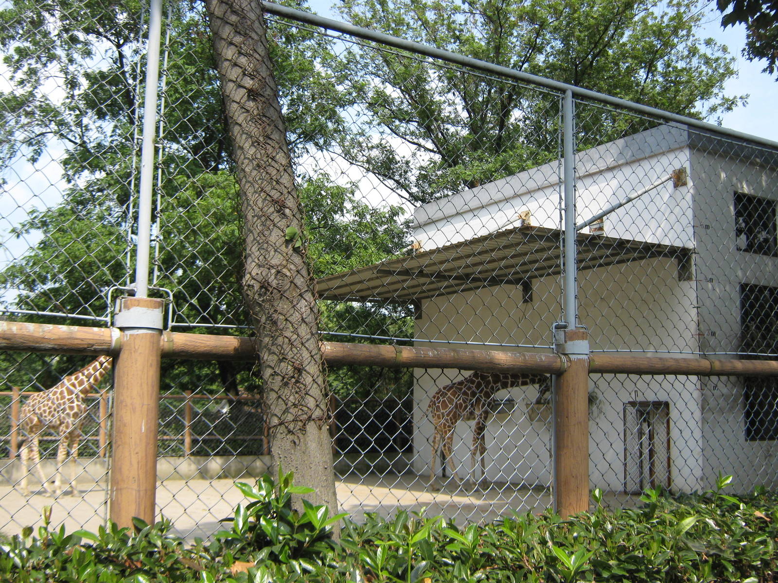 giraffe enclosure