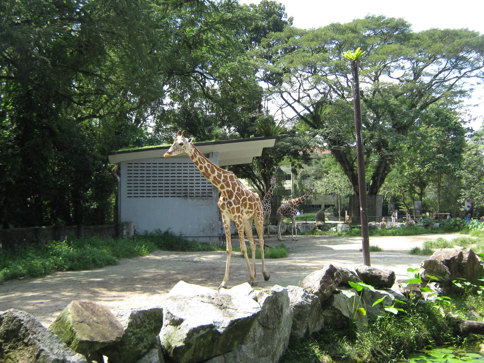 giraffe enclosure