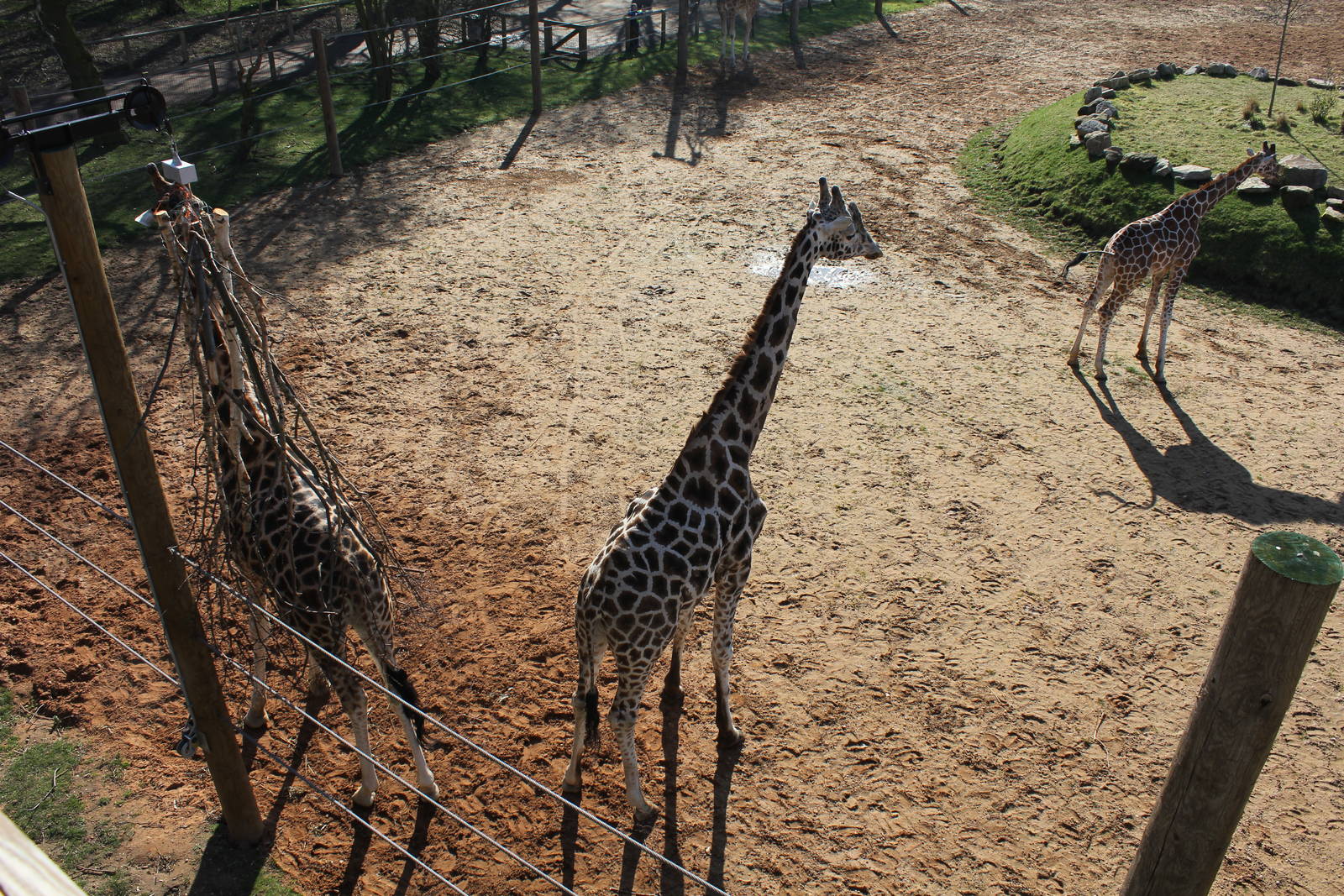Giraffe enclosure