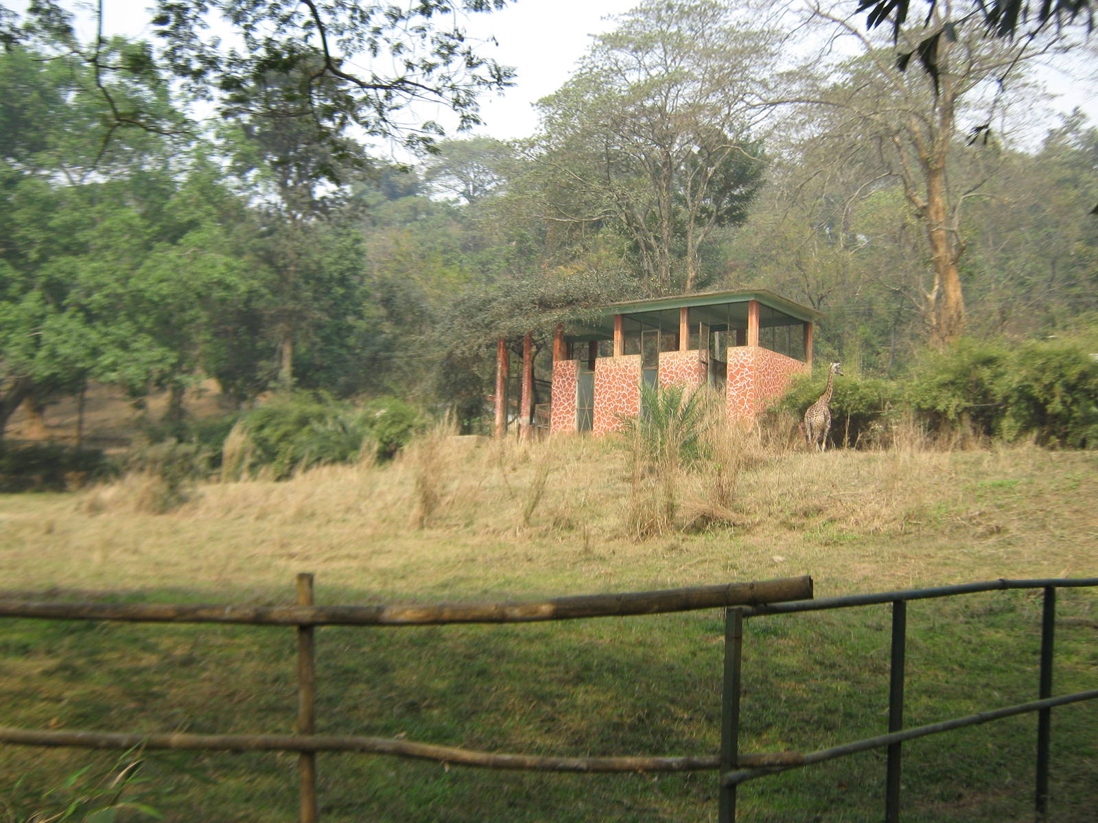 giraffe enclosure