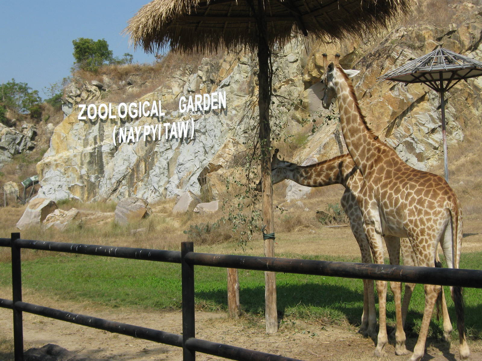 giraffe enclosure