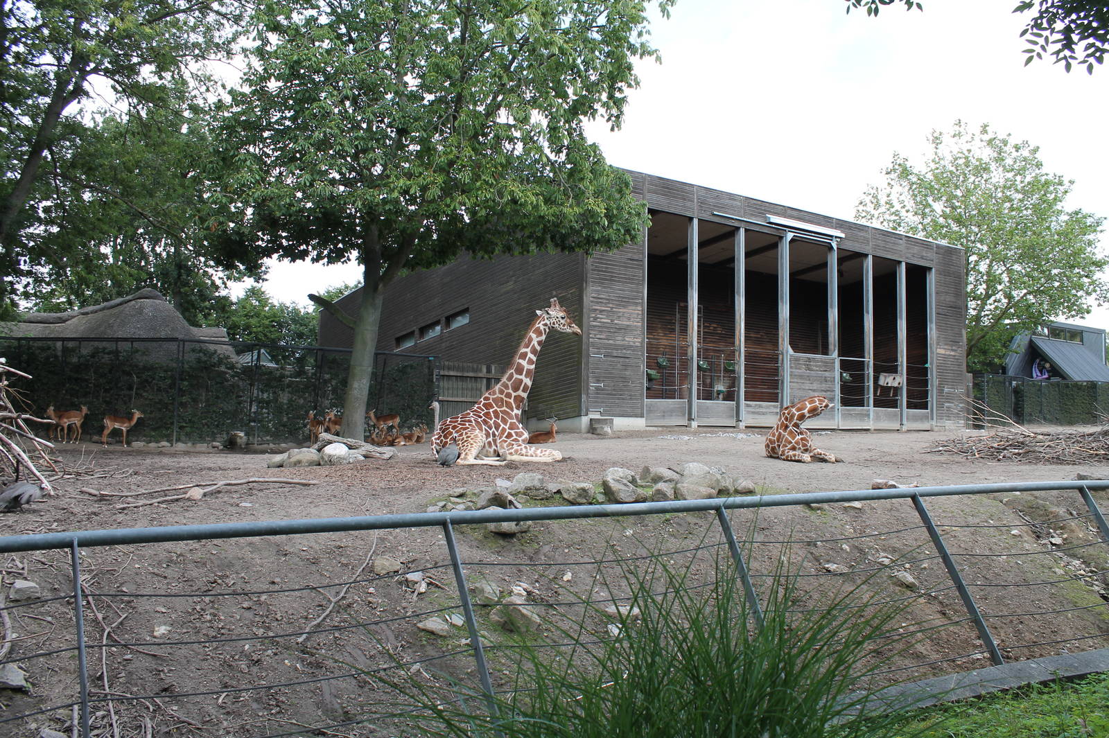 Giraffe enclosure