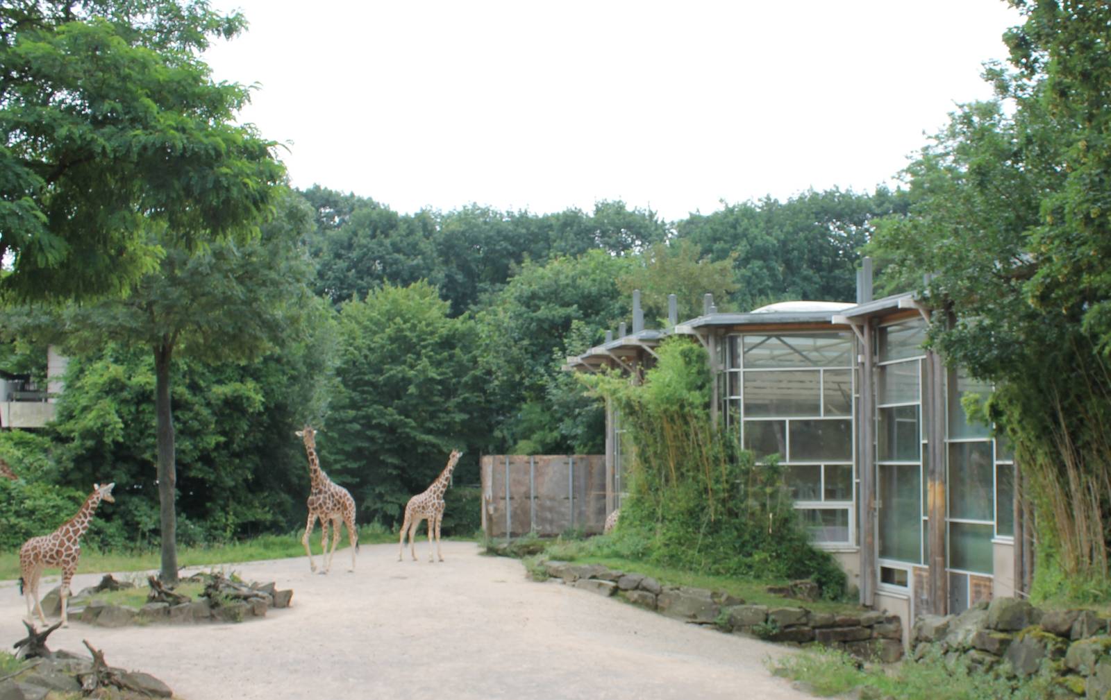 Giraffe enclosure