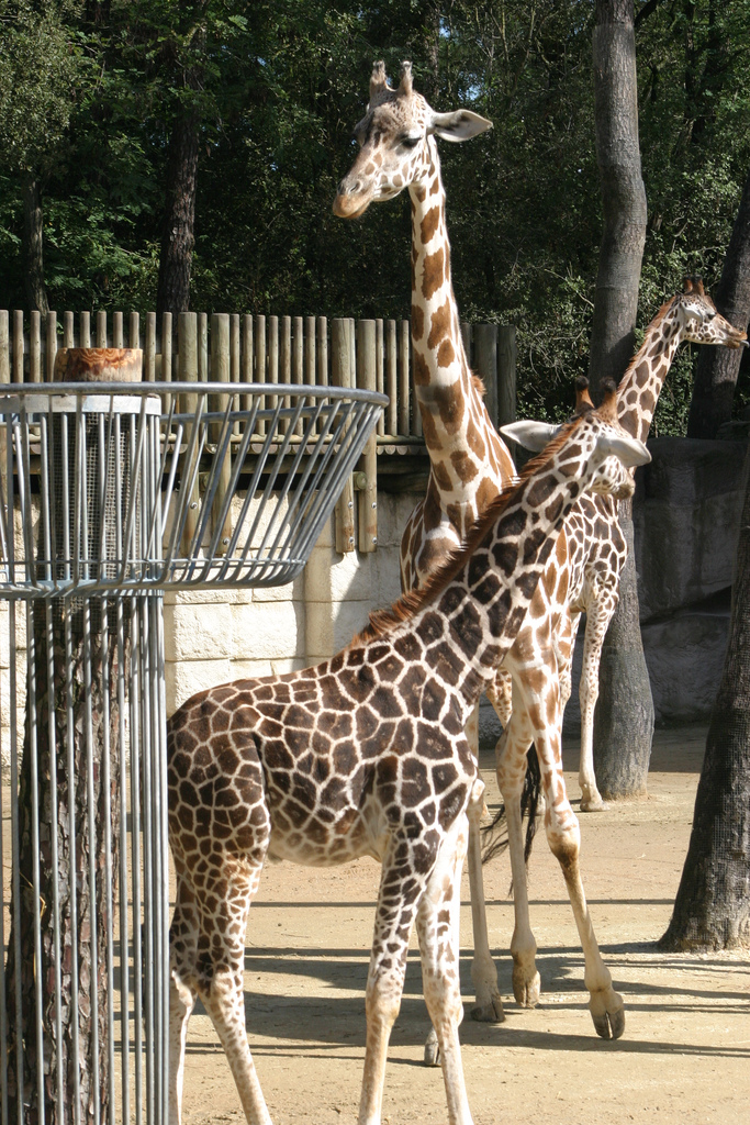 Giraffe Enclosure