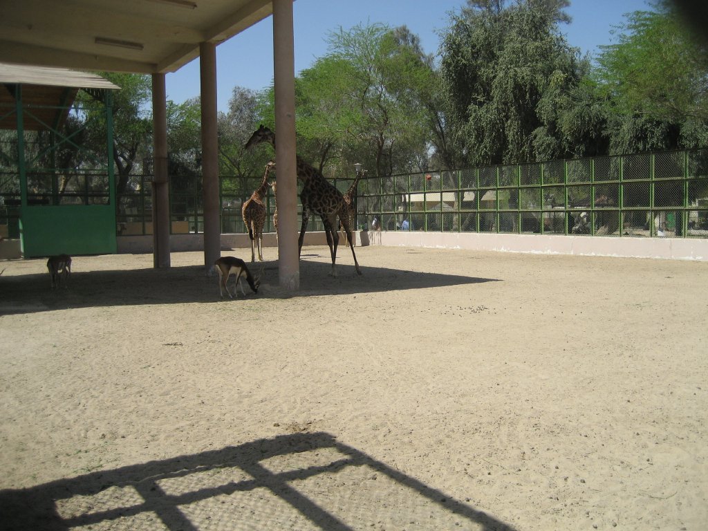 Giraffe enclosure
