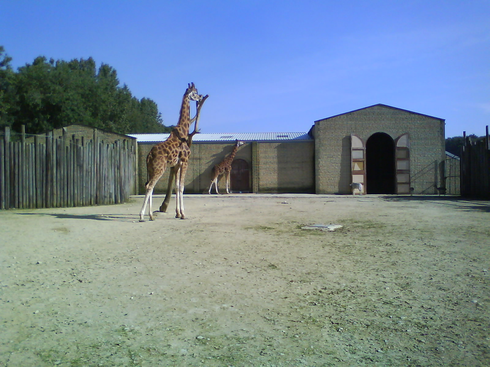 Giraffe enclosure