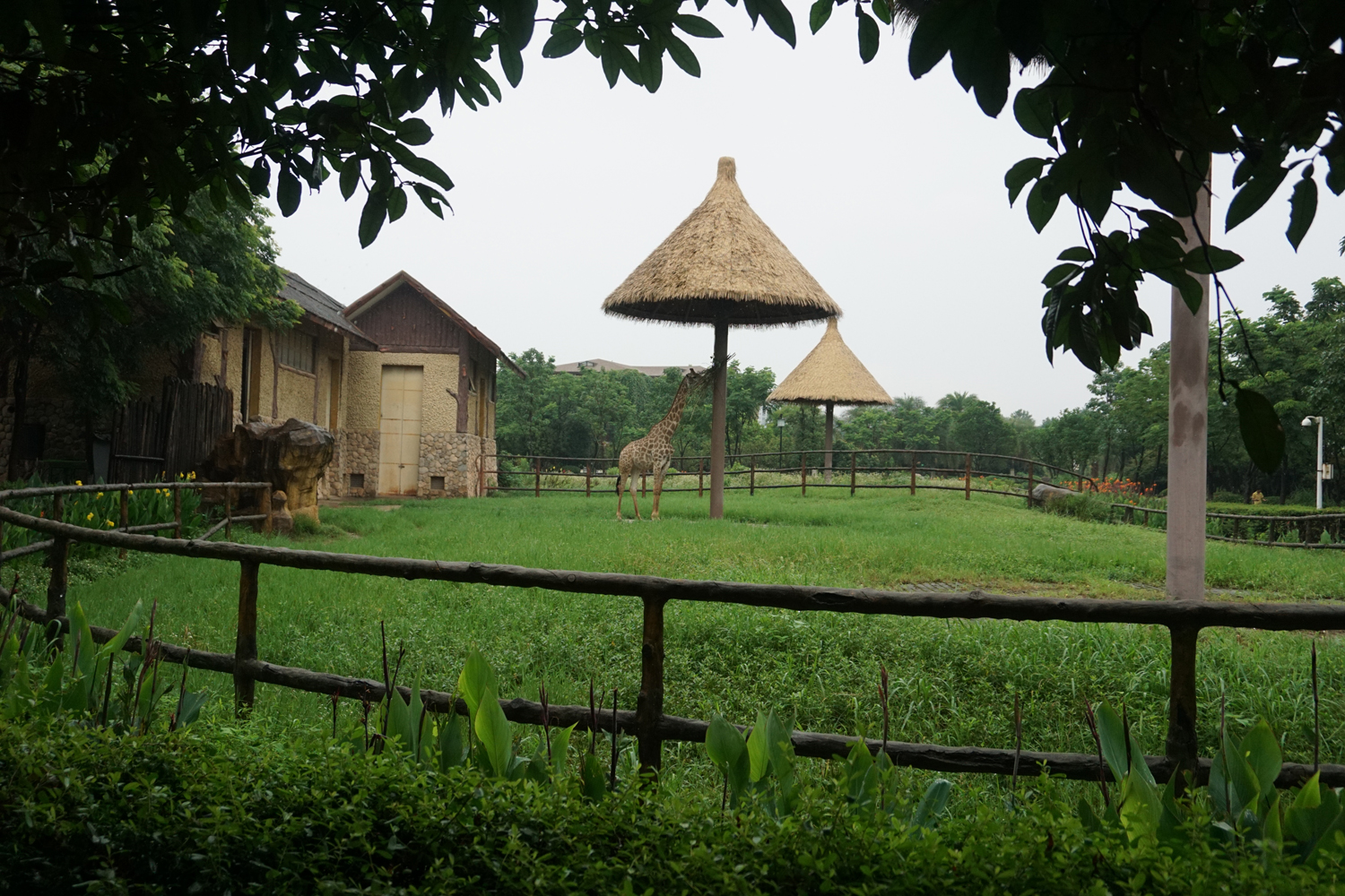Giraffe enclosure