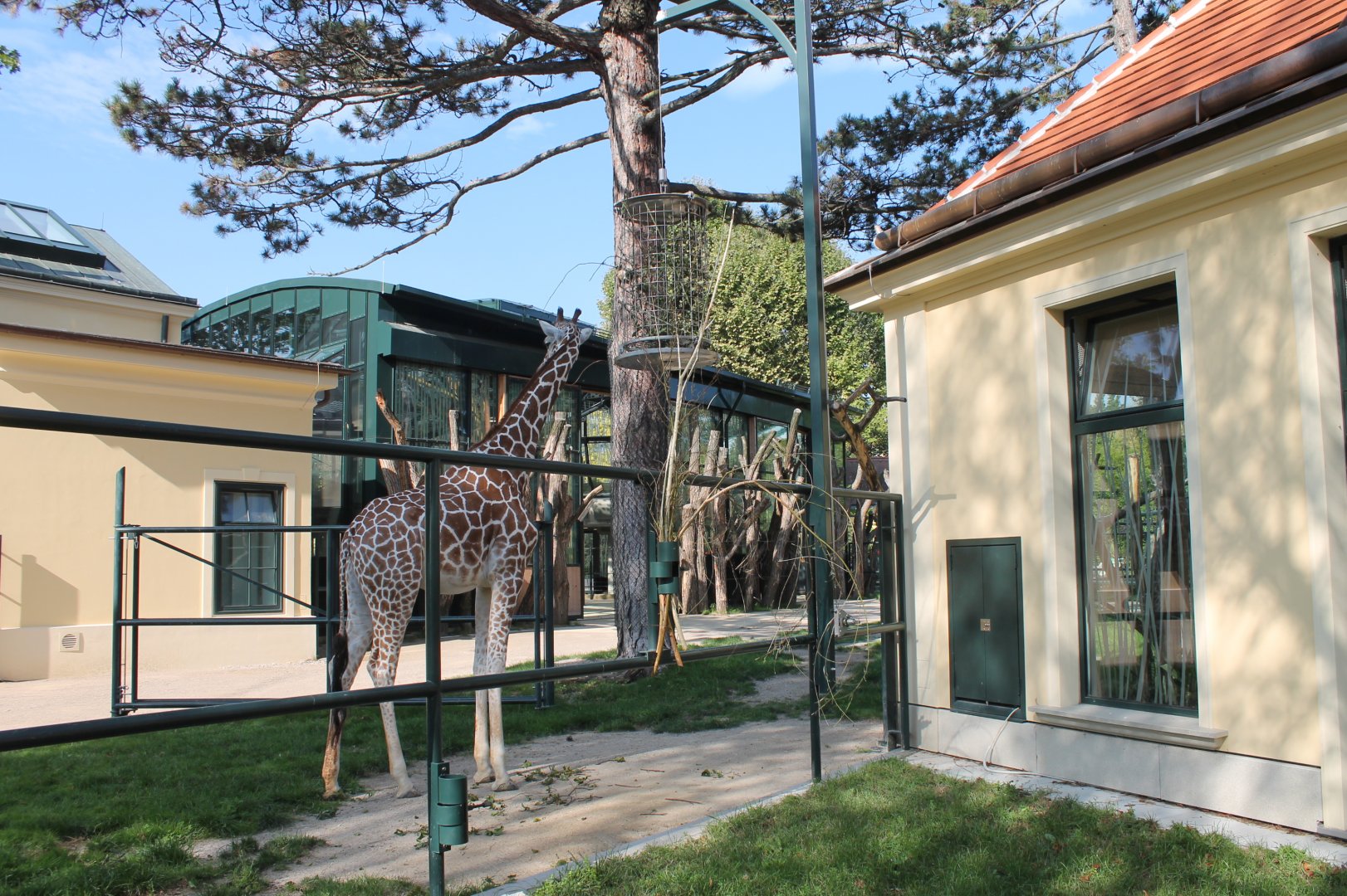 Giraffe Enclosure