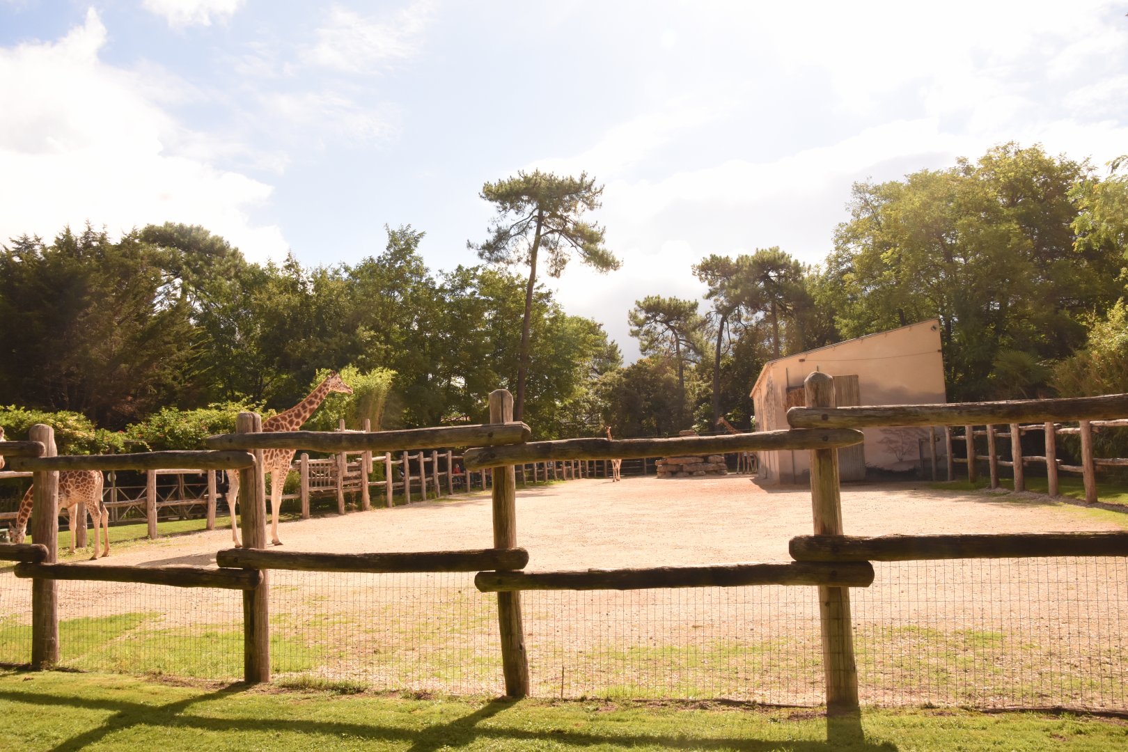 Giraffe enclosure