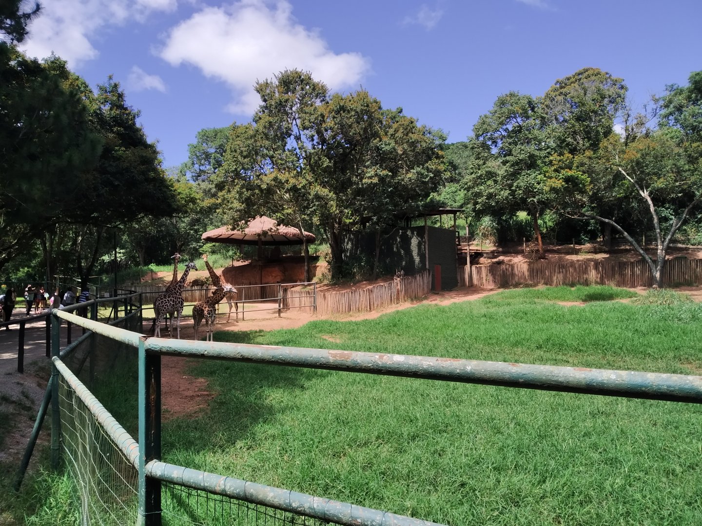 Giraffe enclosure