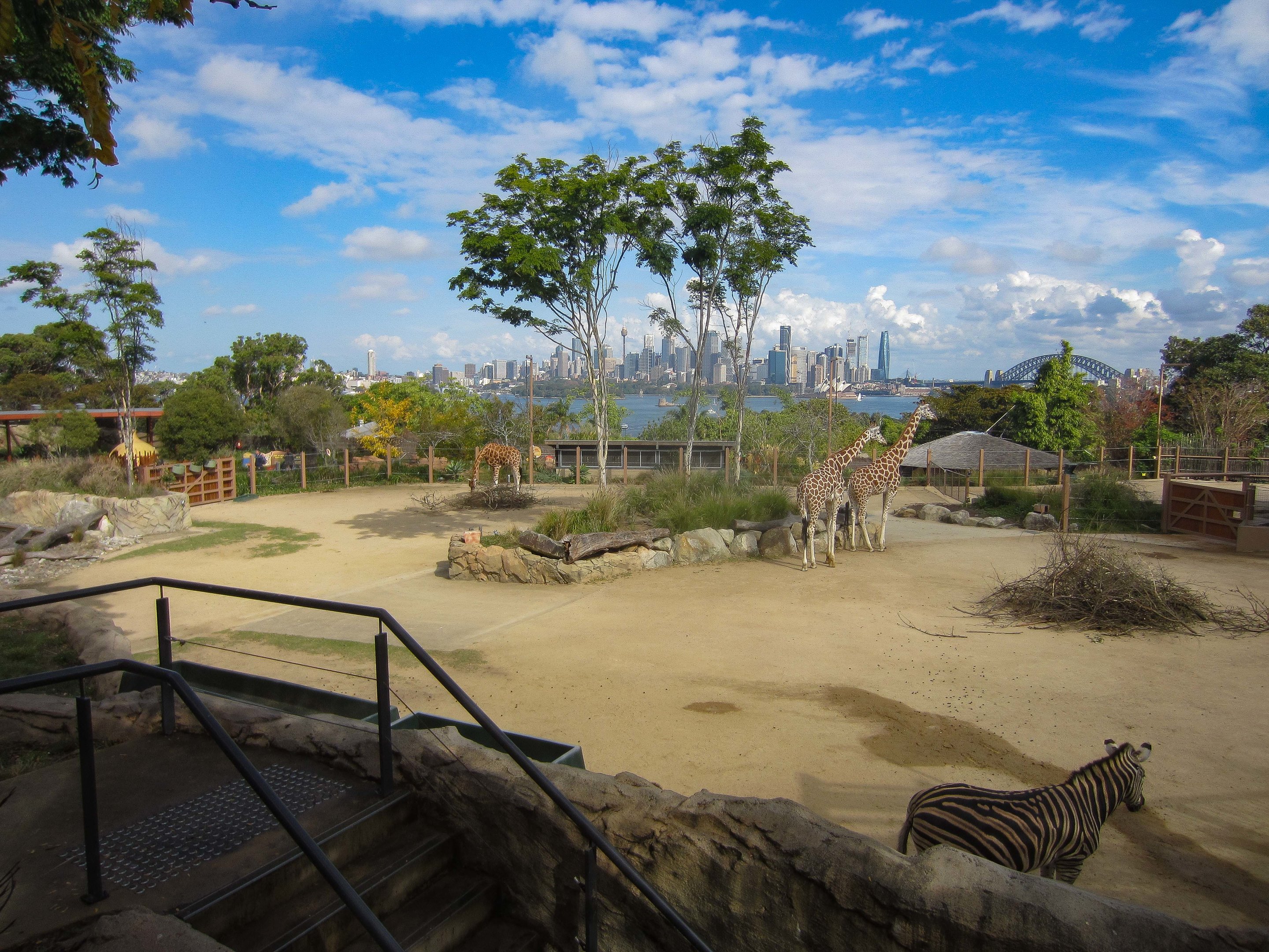 Giraffe enclosure