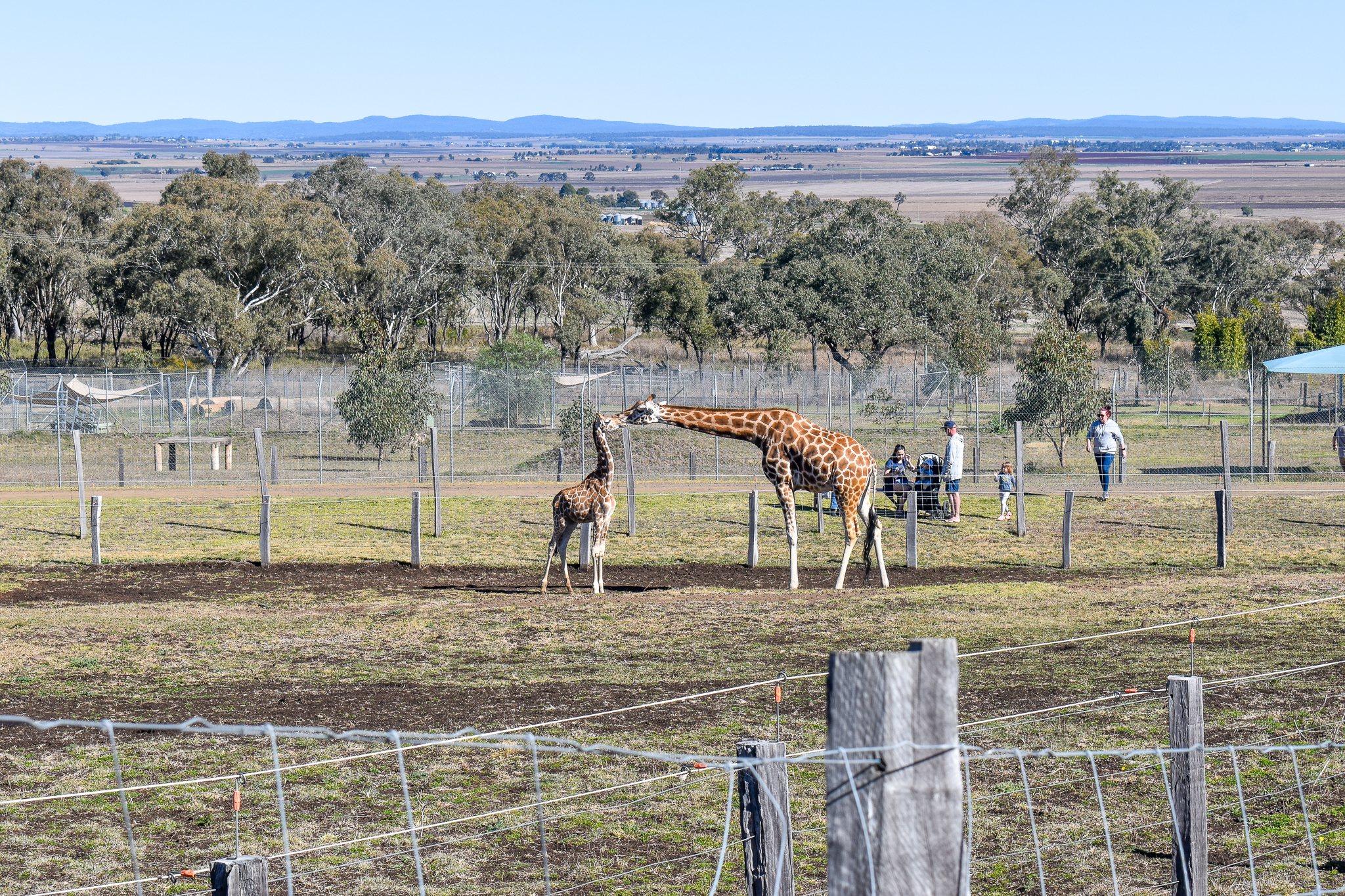Giraffe Enclosure