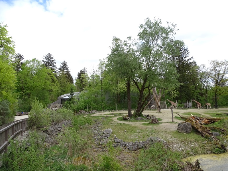 Giraffe enclosure