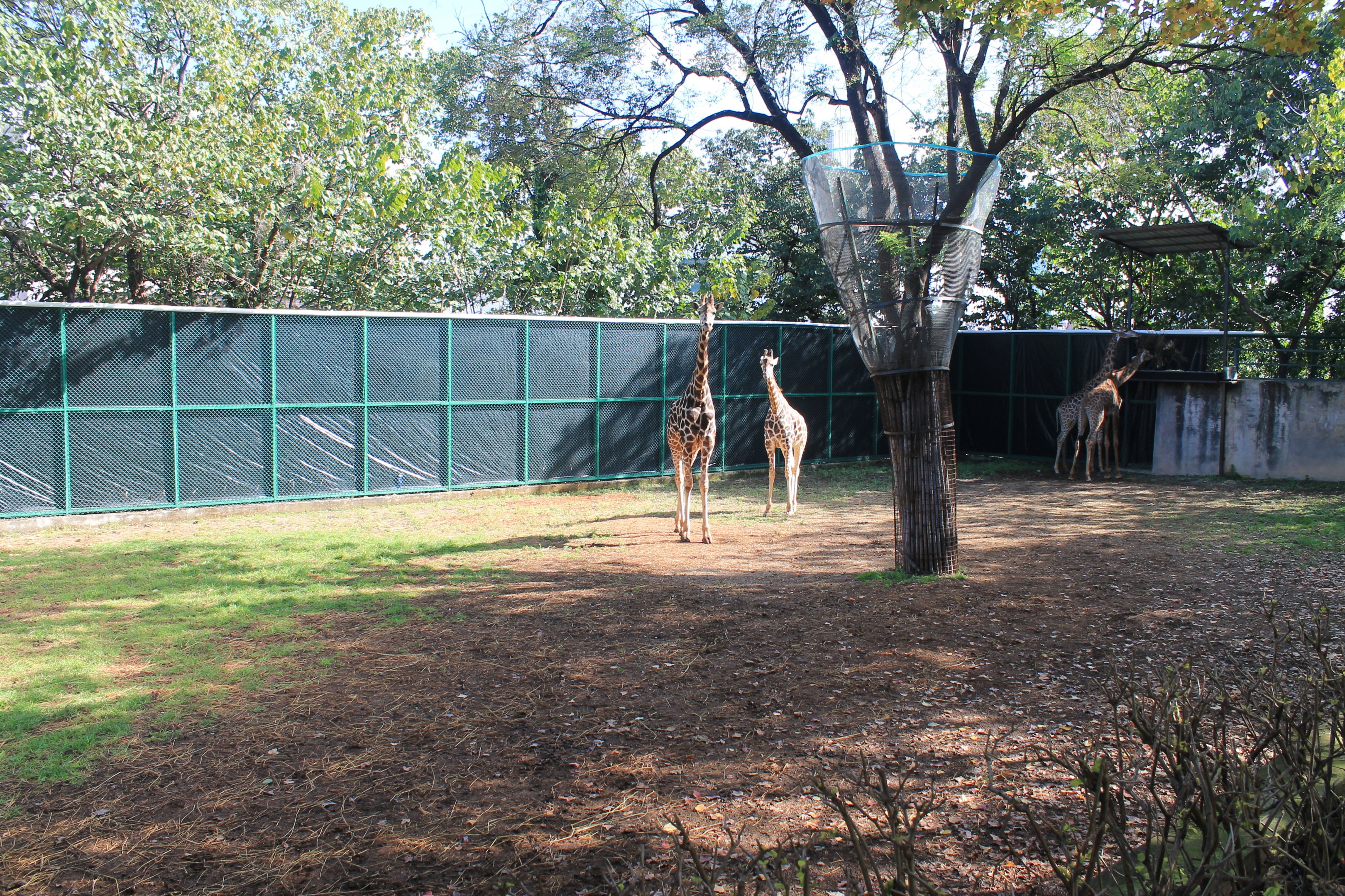 Giraffe enclosure