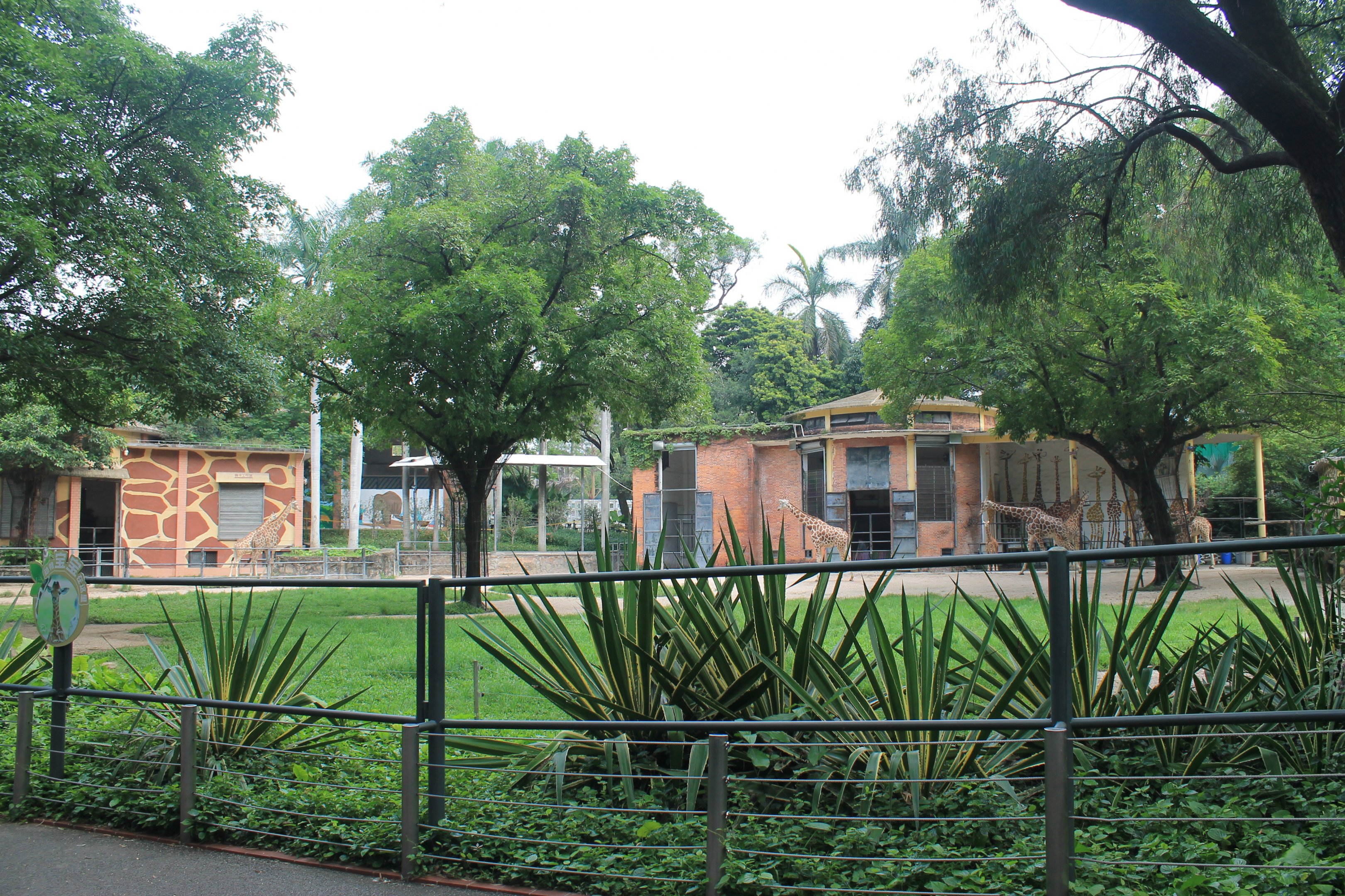 Giraffe enclosure