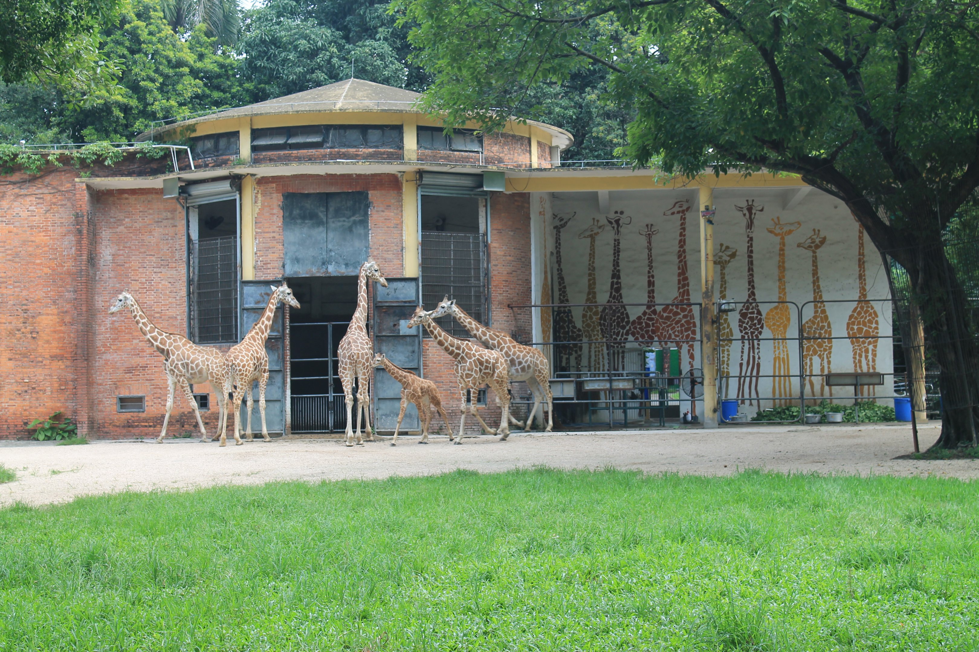 Giraffe enclosure
