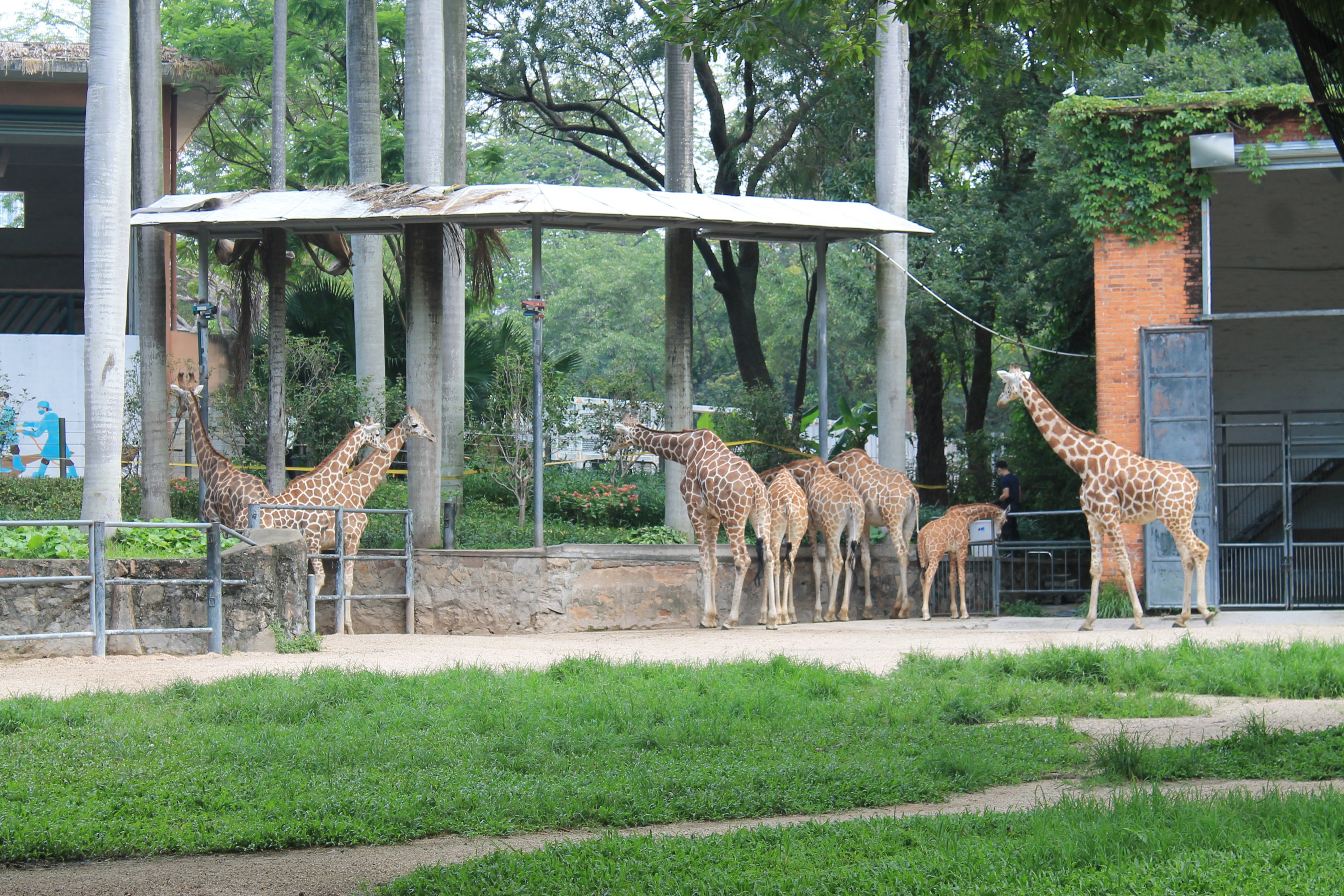 Giraffe enclosure