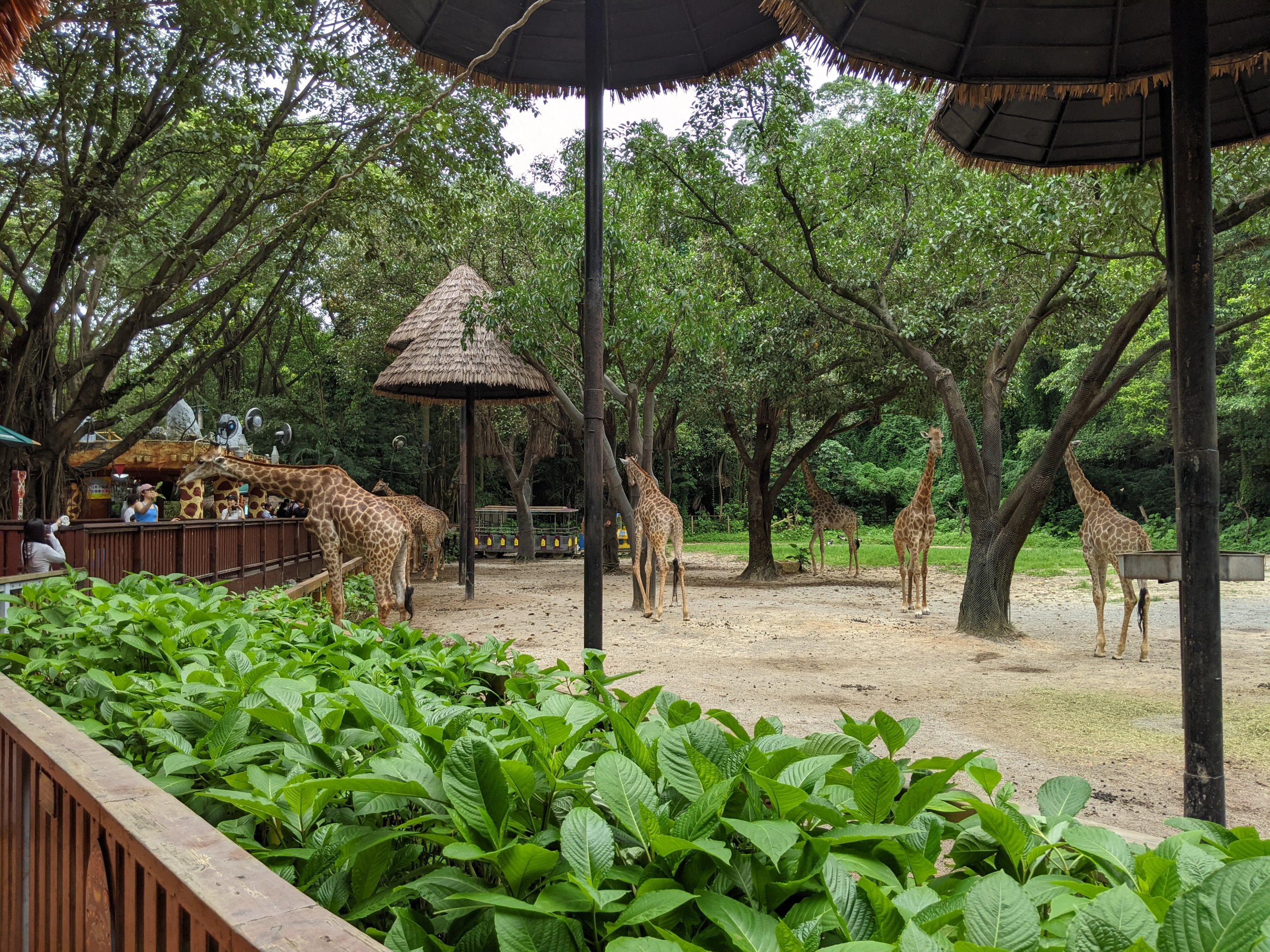 Giraffe enclosure