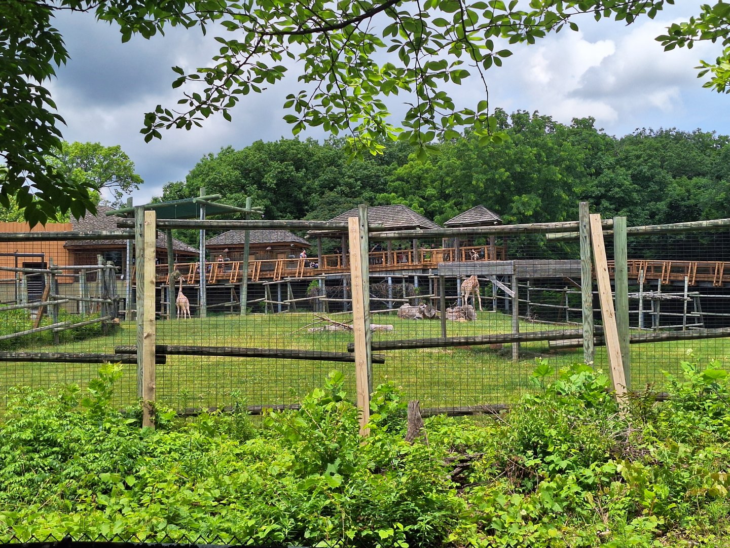 Giraffe enclosure