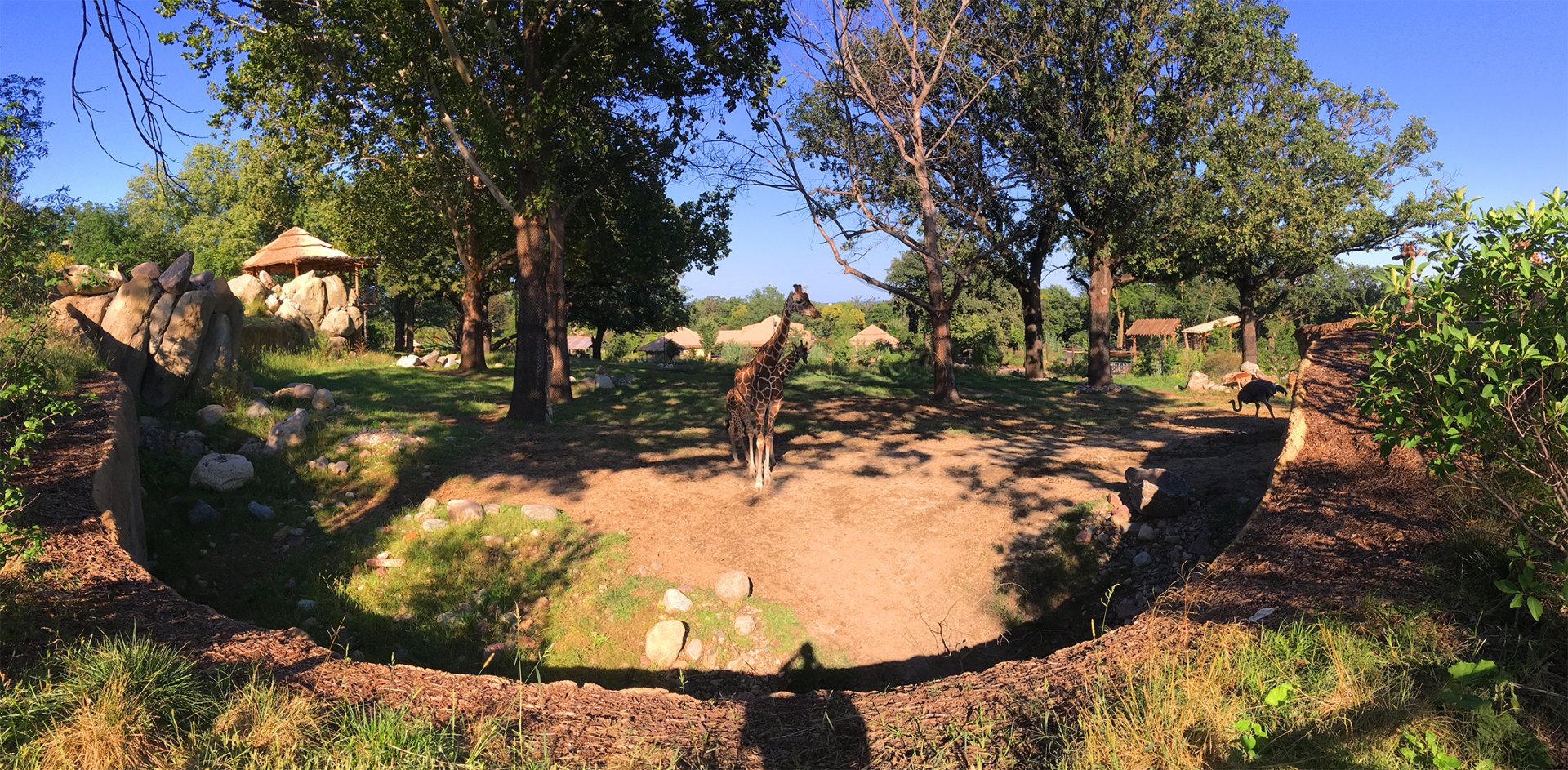 Giraffe Encounter Area