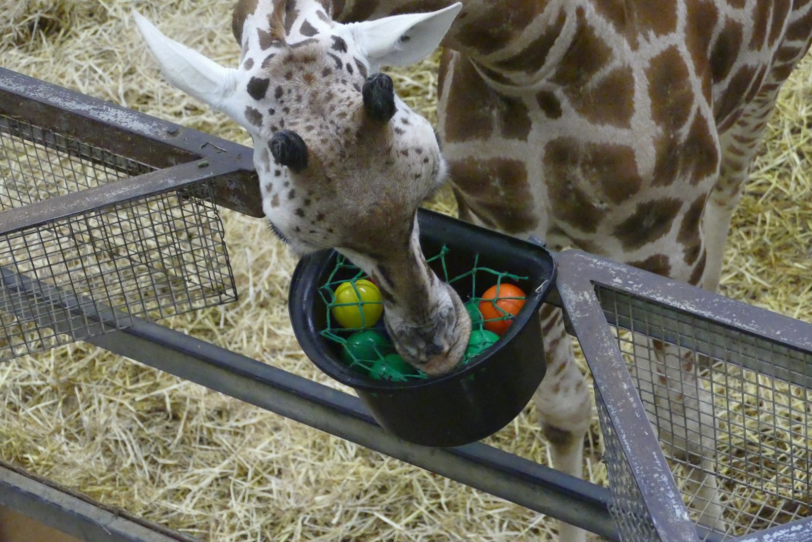 Giraffe enrichment, December 2019