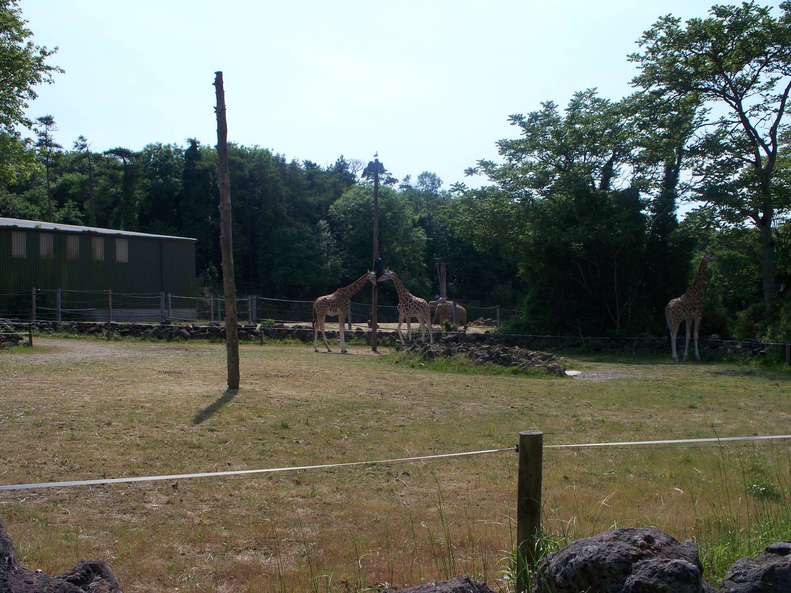 Giraffe Enrichment