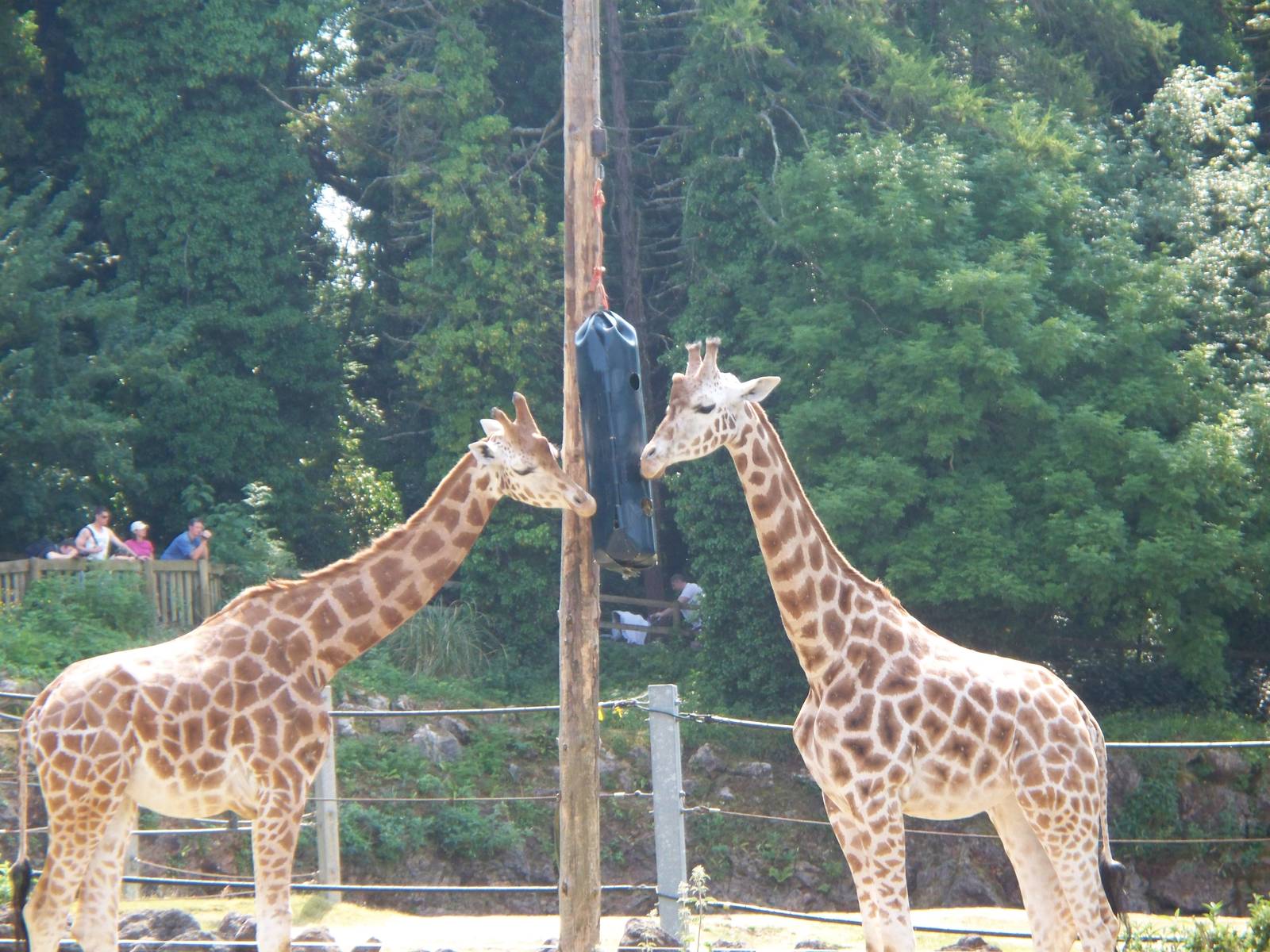 Giraffe Enrichment