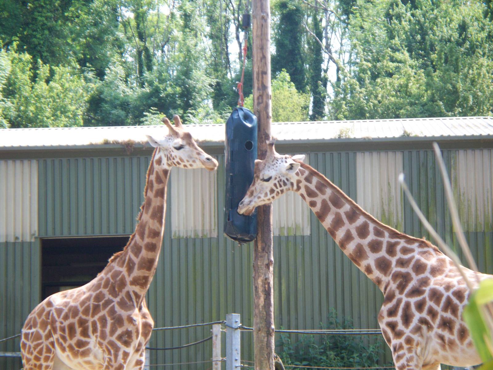Giraffe Enrichment
