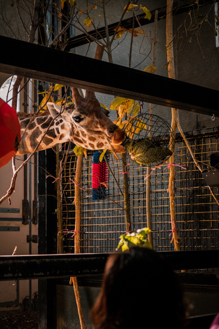 Giraffe enrichment