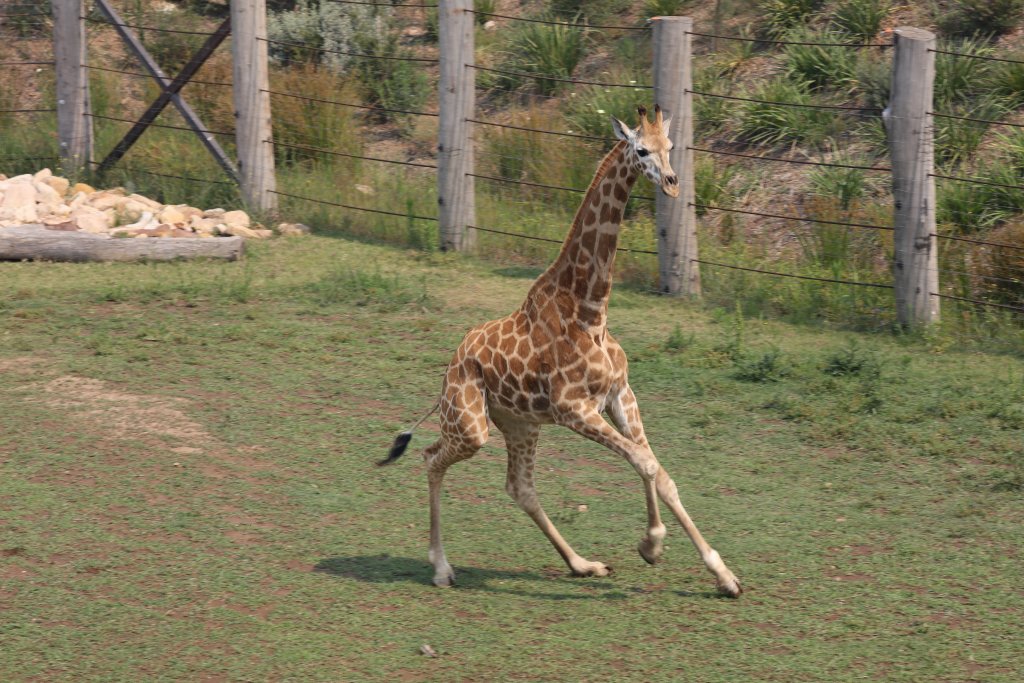 Giraffe exercising