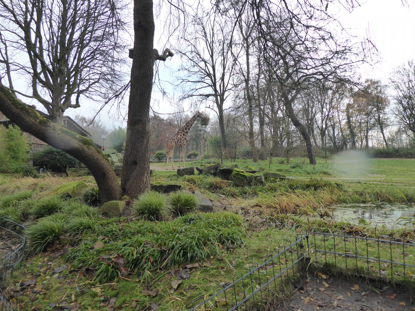 Giraffe exhibit 021219