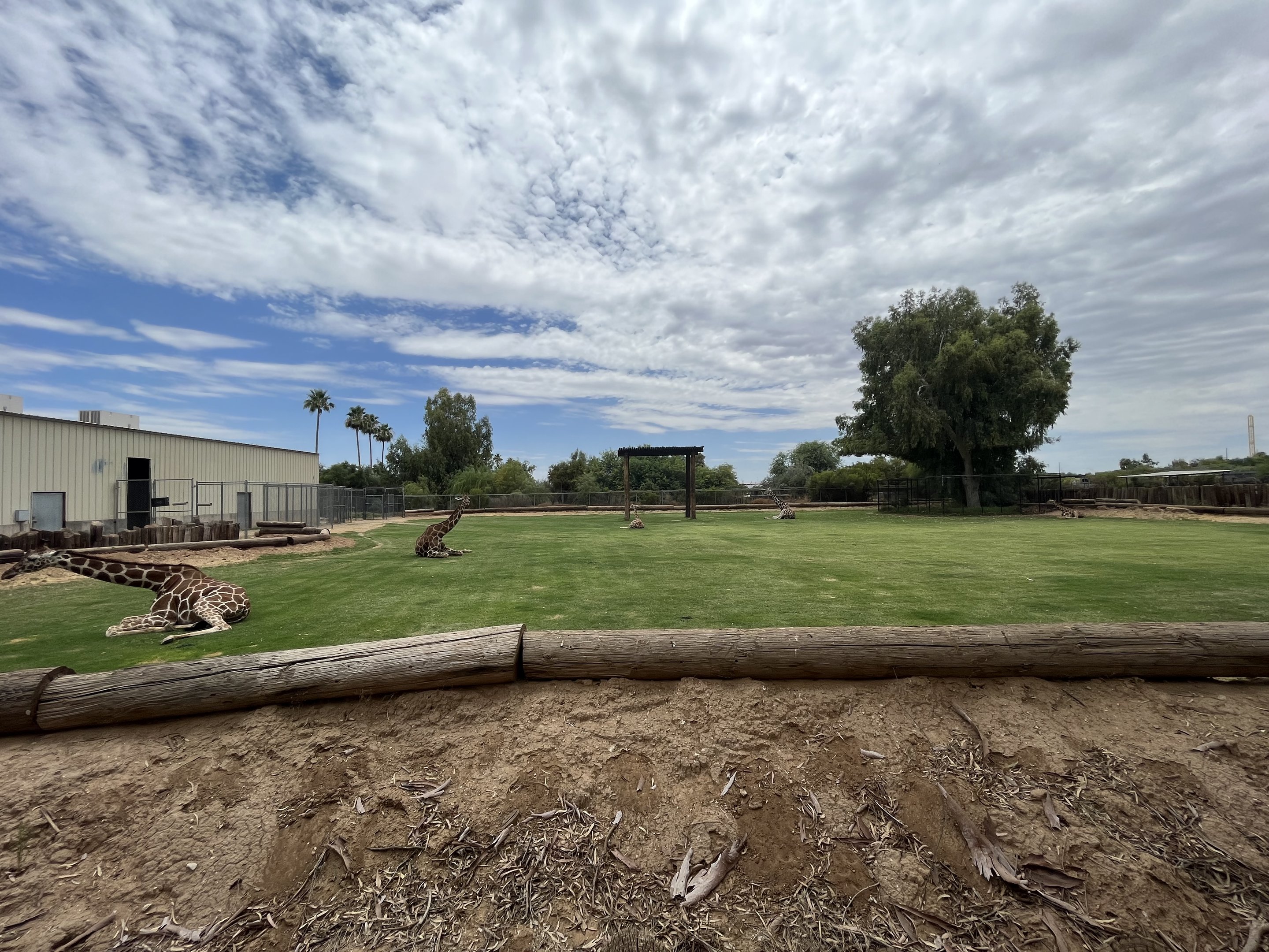 Giraffe Exhibit #1 (5 giraffes)